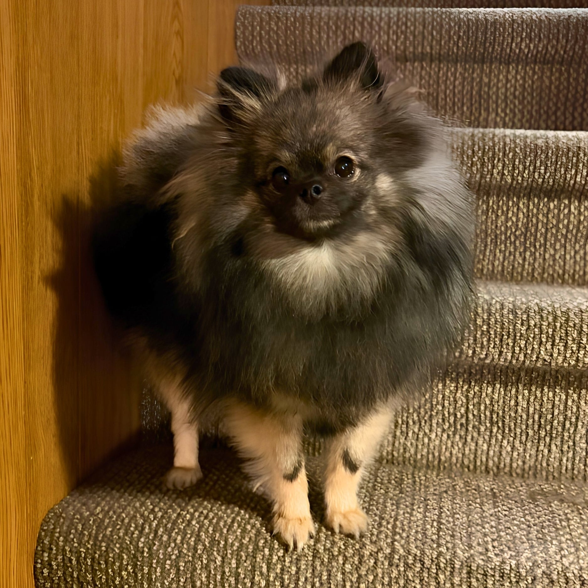 Bear Valley puppy