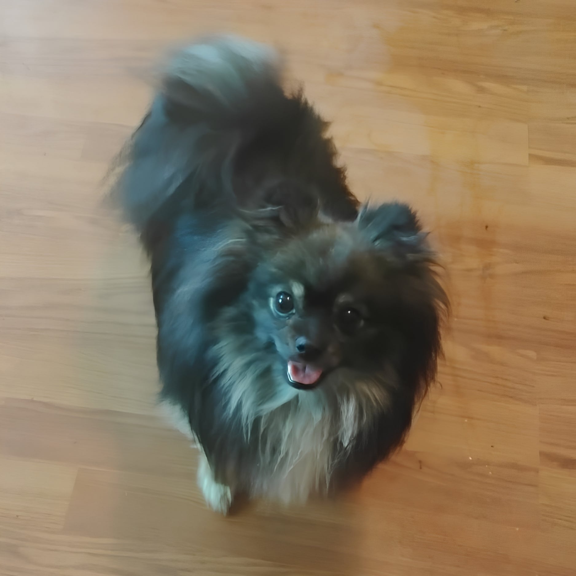 Bear Valley puppy