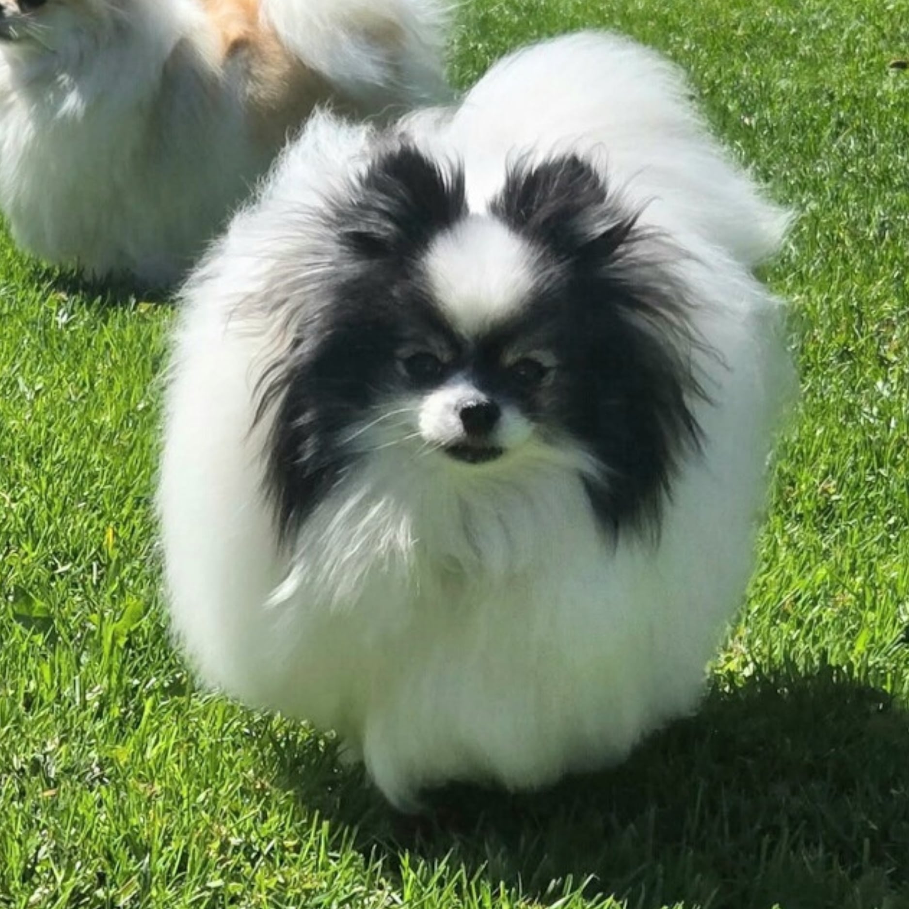 Bear Valley puppy