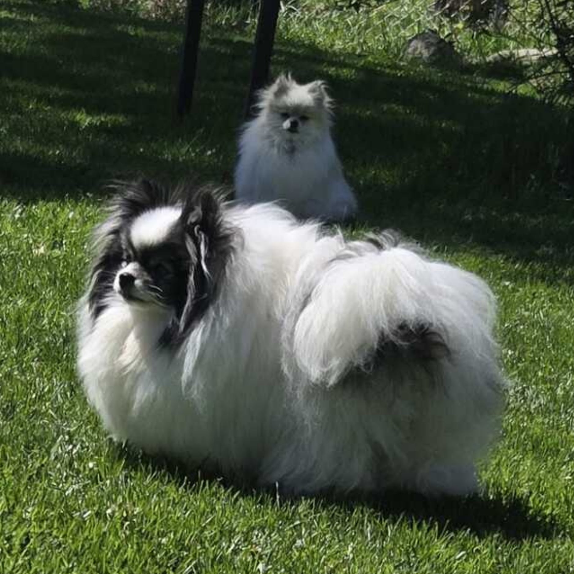 Bear Valley puppy