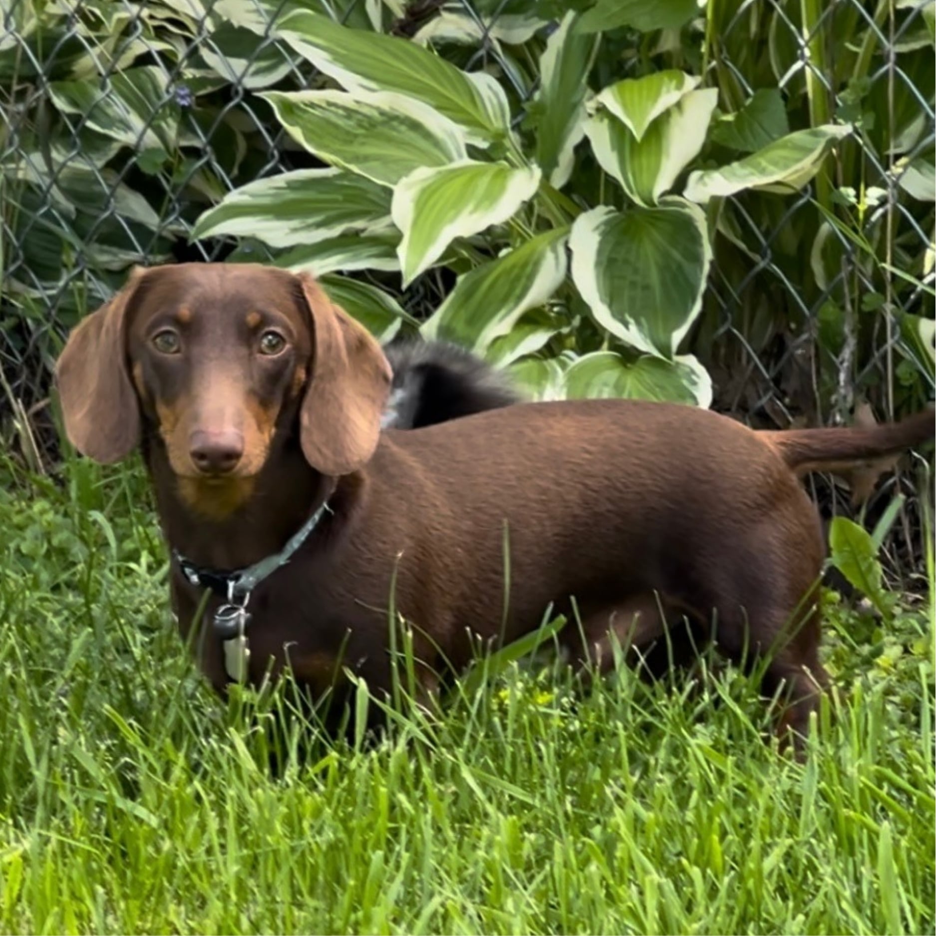 Bear Valley puppy