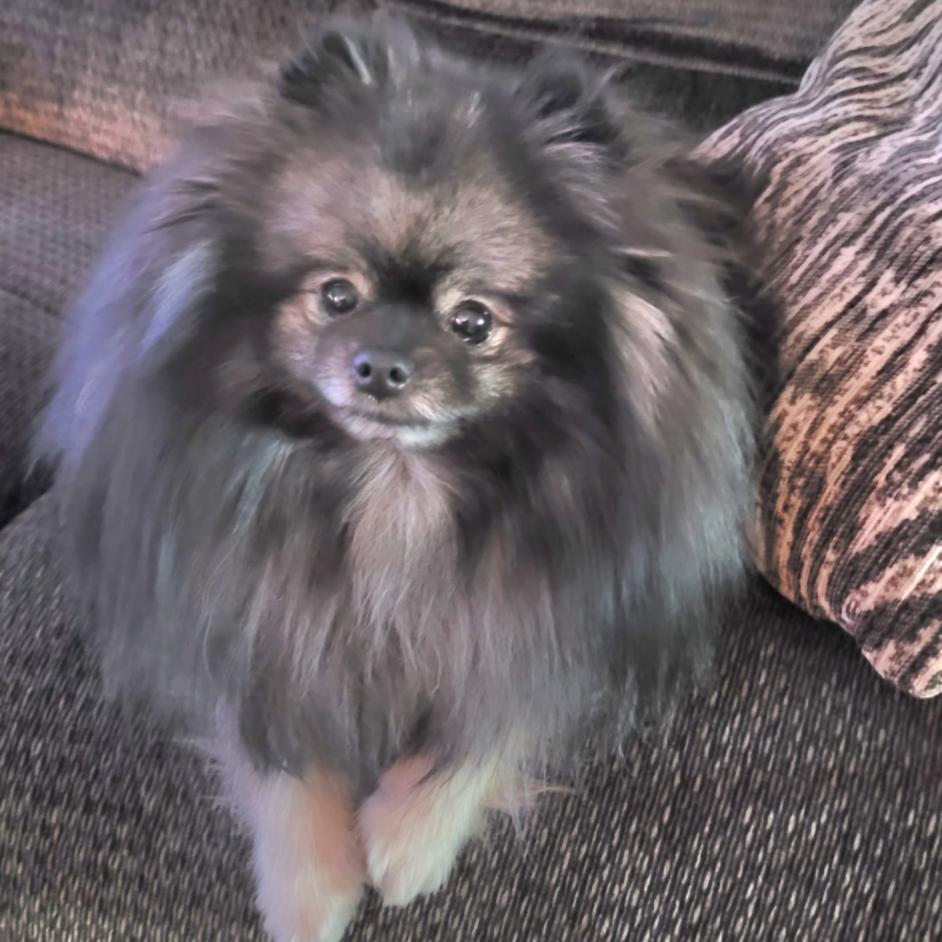 Bear Valley puppy