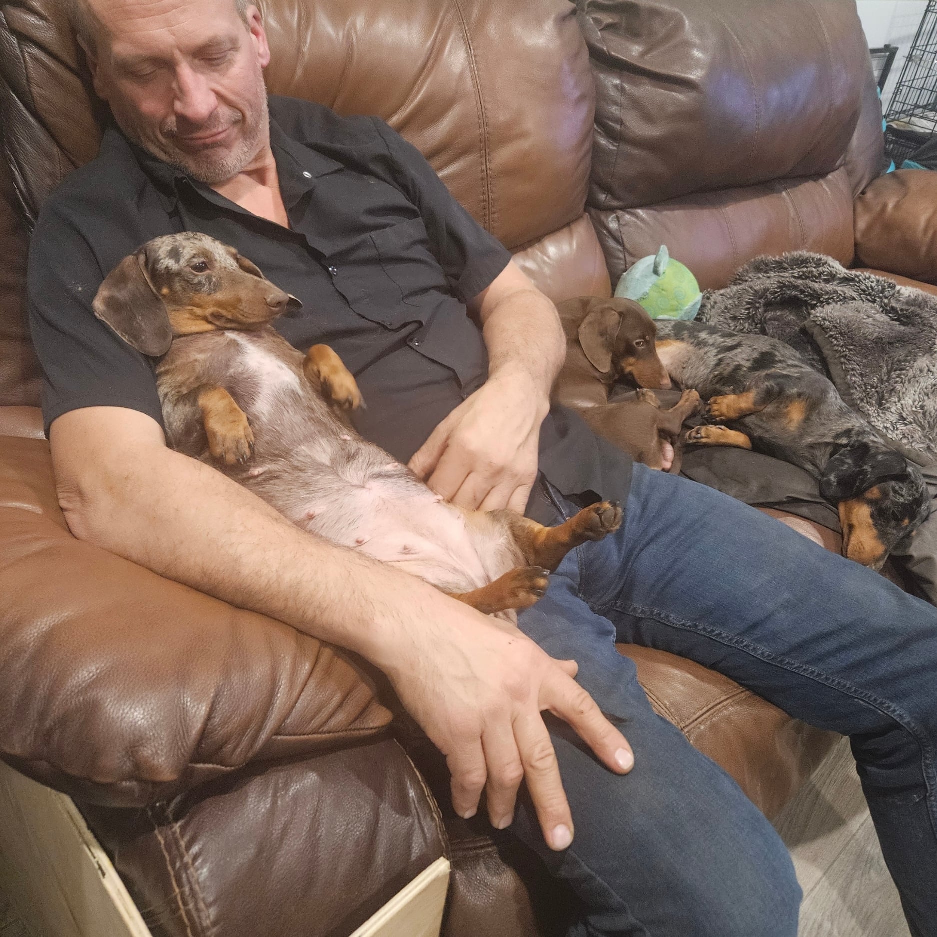 Bear Valley puppy