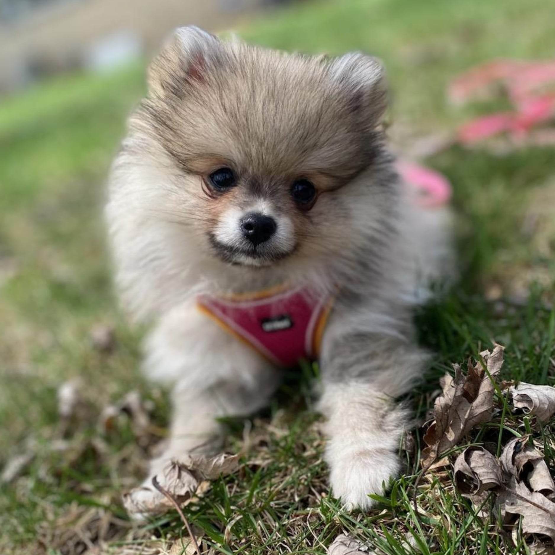 Bear Valley puppy