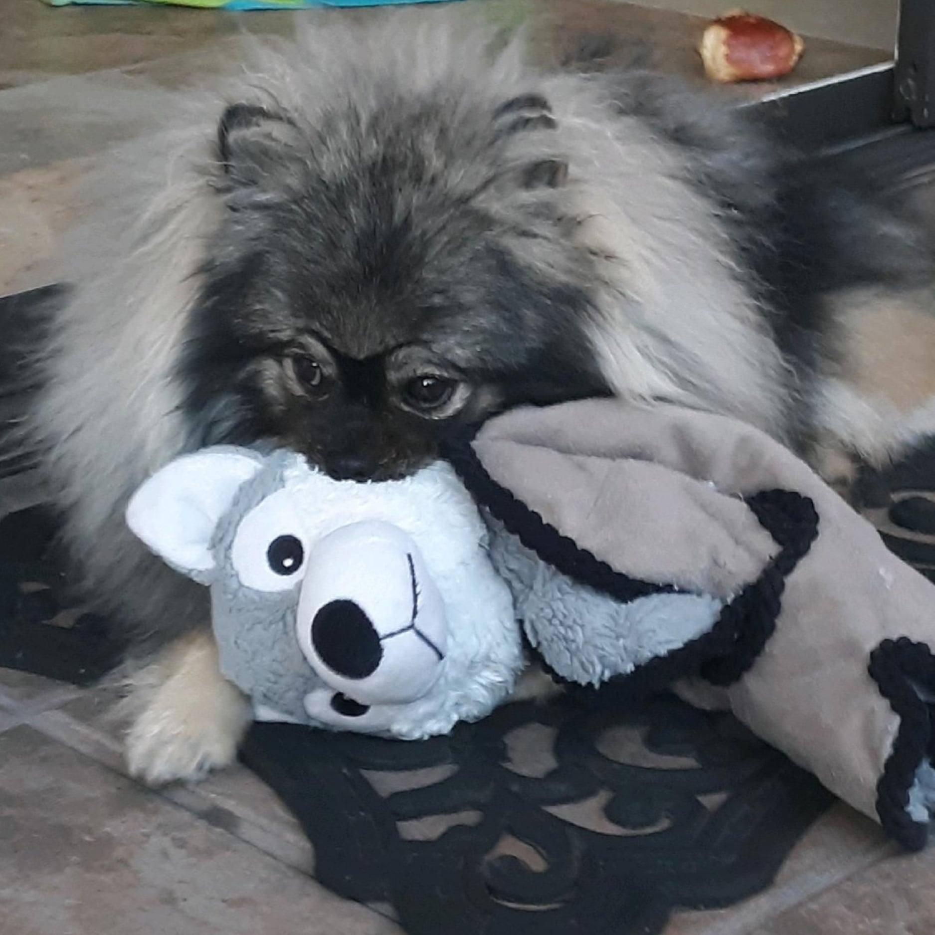 Bear Valley puppy