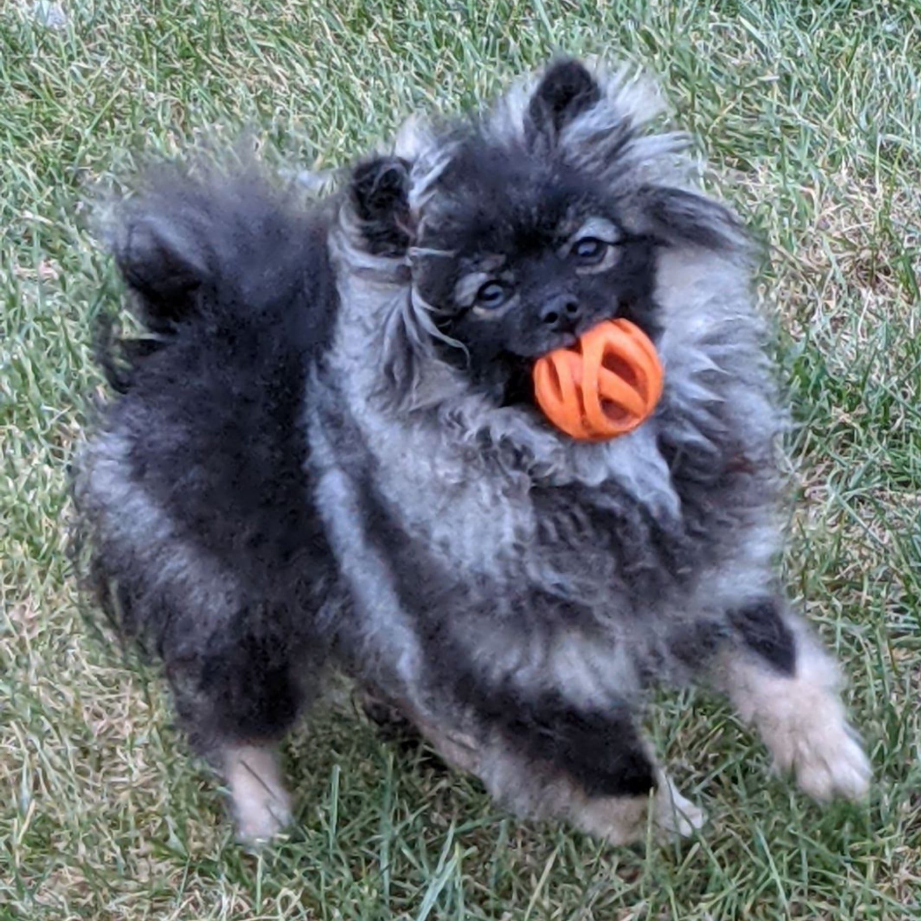 Bear Valley puppy