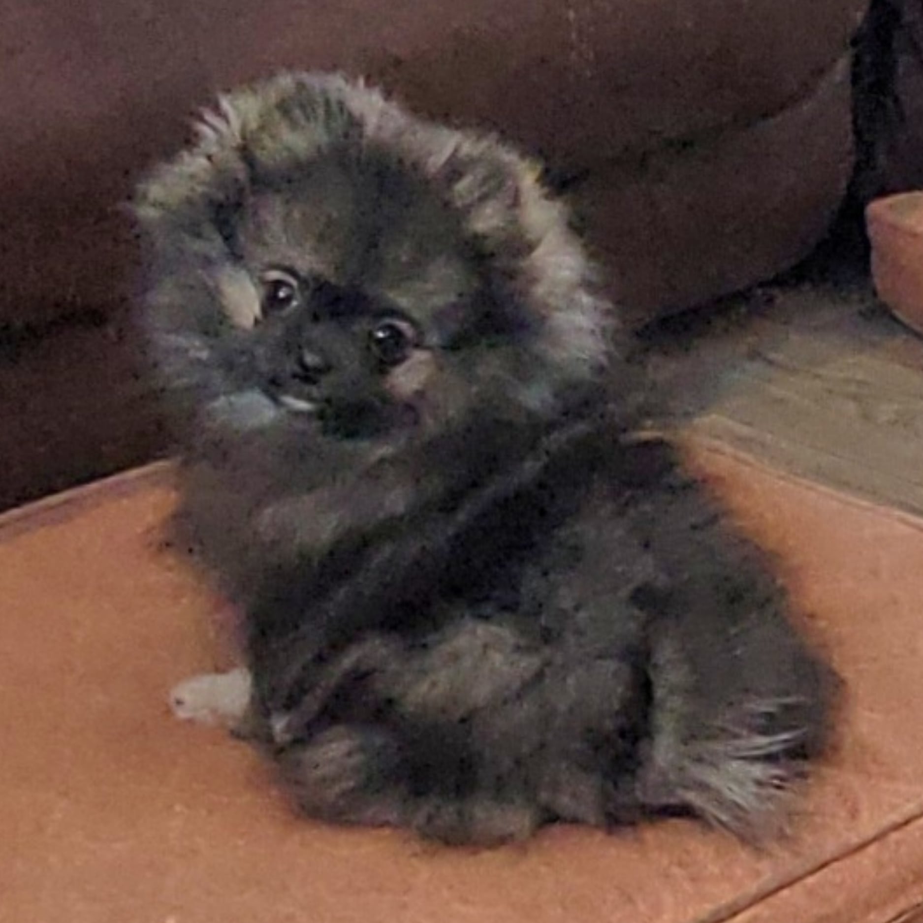 Bear Valley puppy