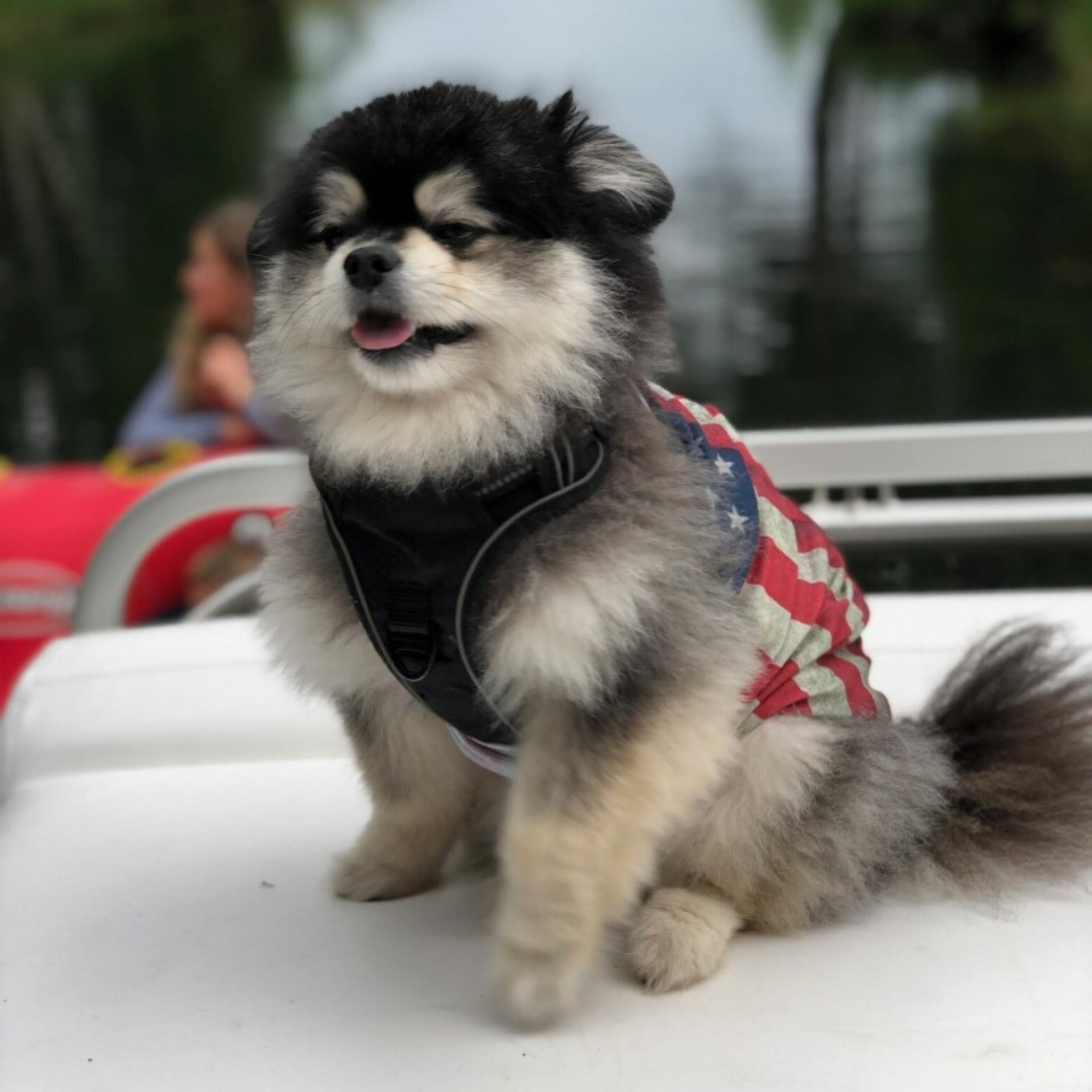 Bear Valley puppy