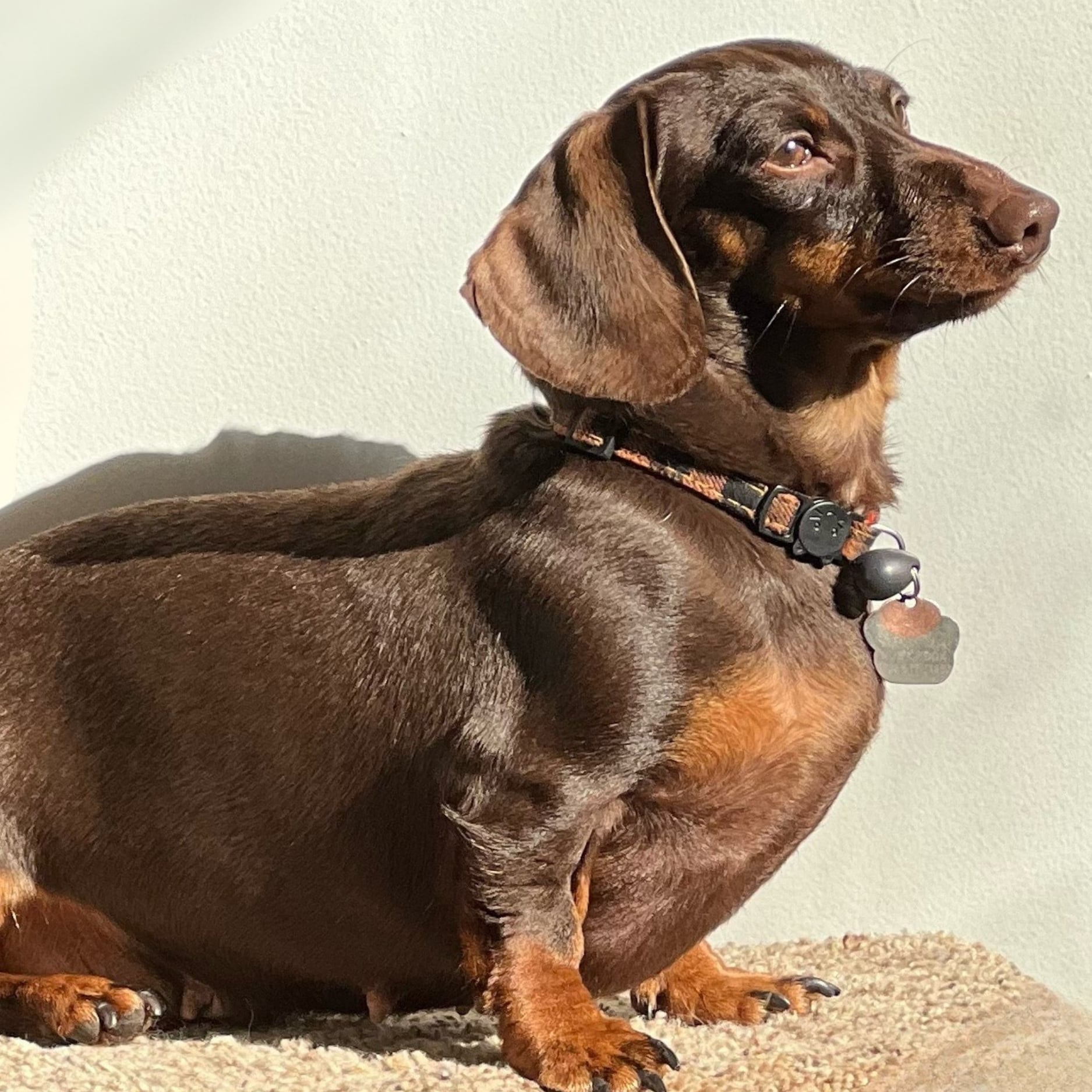 Bear Valley puppy