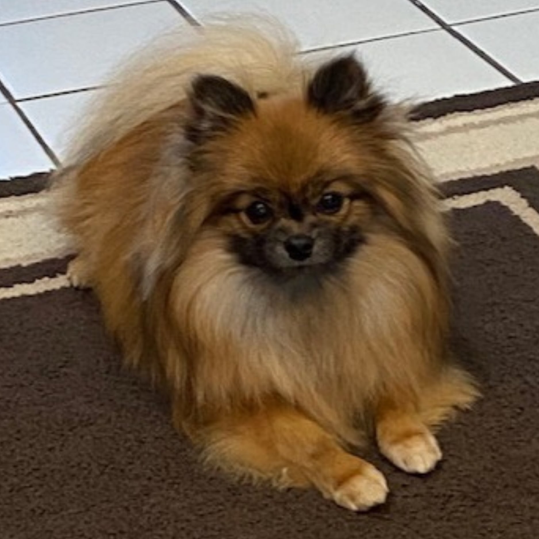 Bear Valley puppy