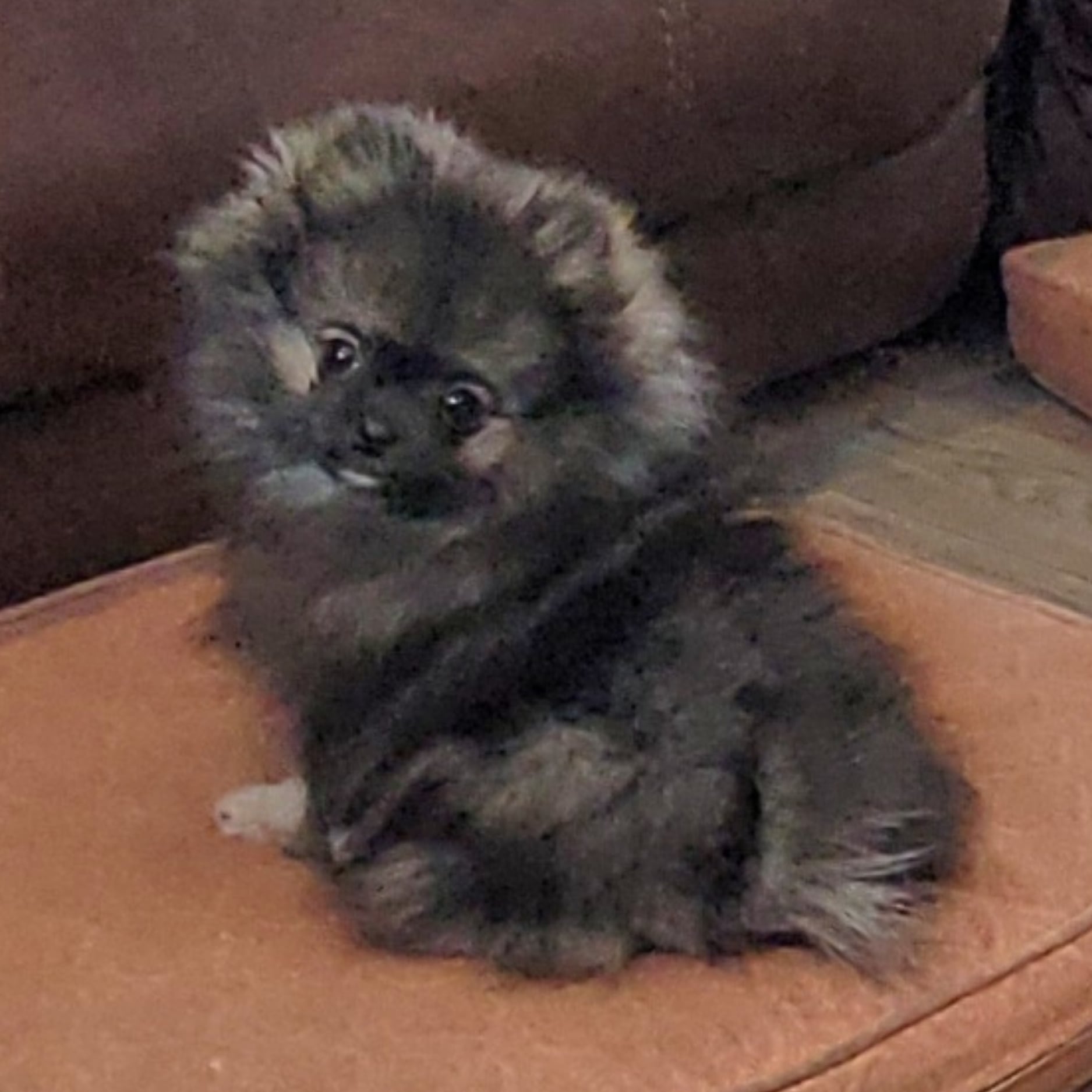 Bear Valley puppy