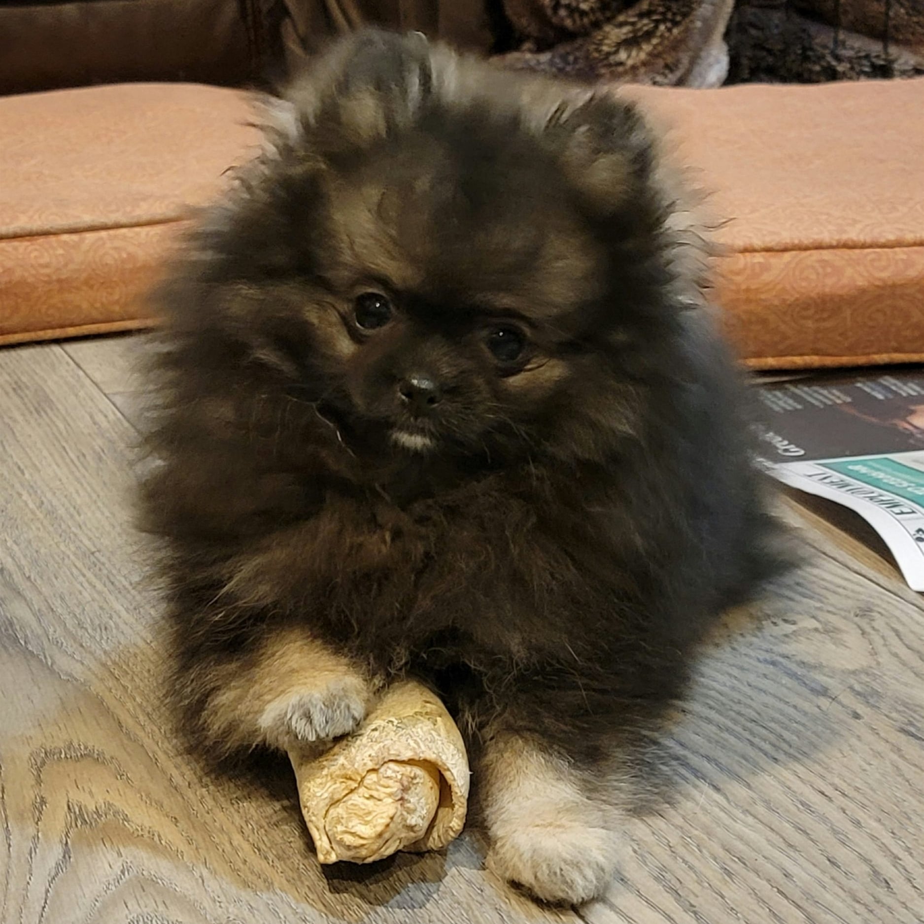 Bear Valley puppy