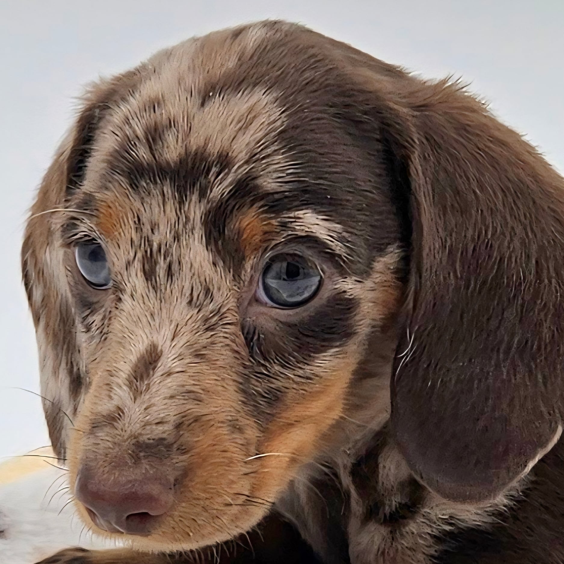 Bear Valley puppy