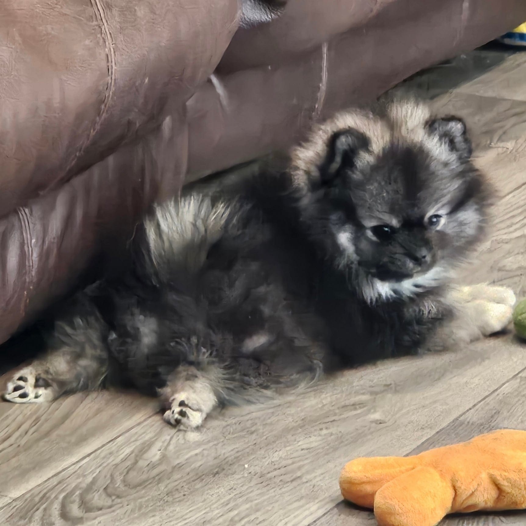 Wolf Sable