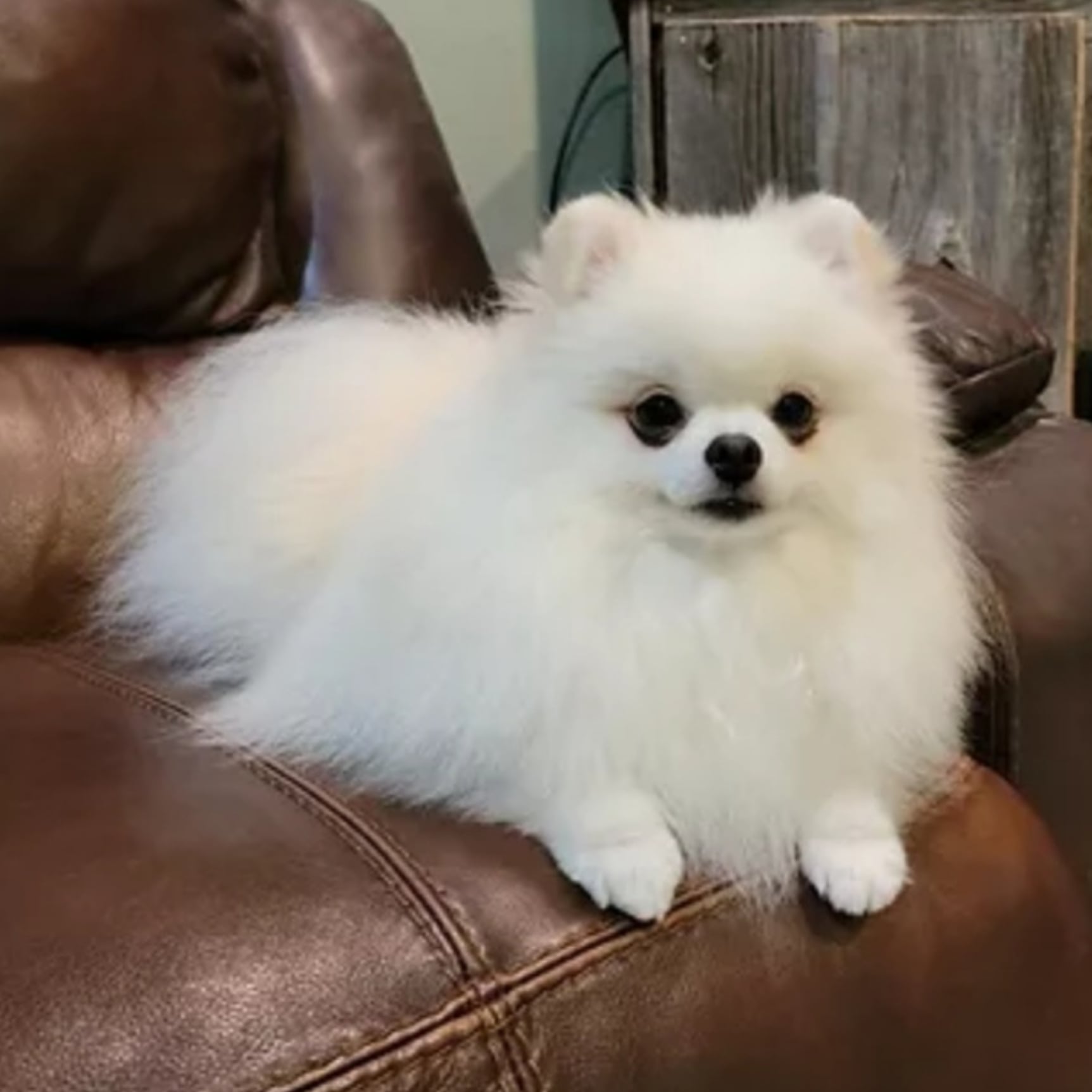 White (Remi)