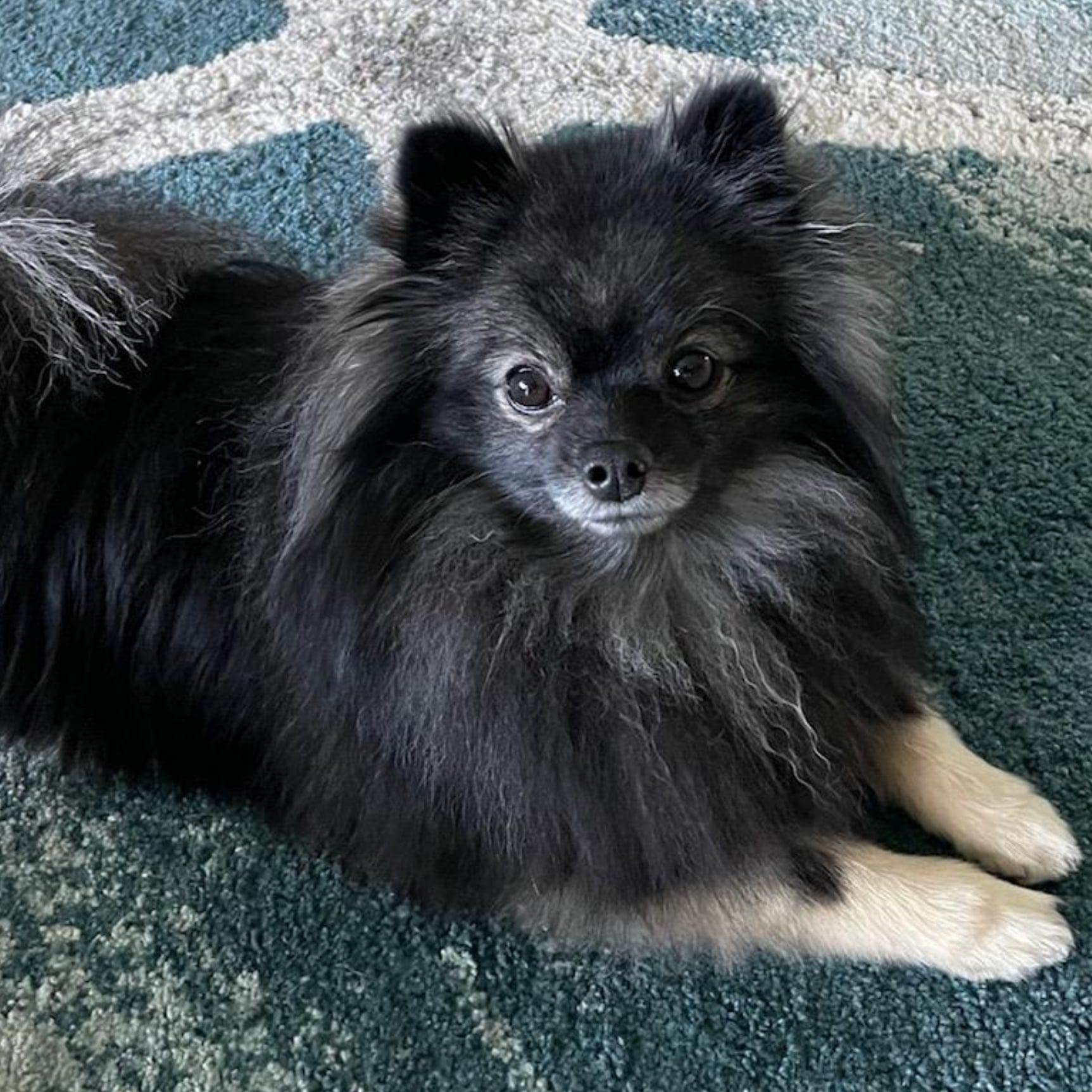 Wolf Sable