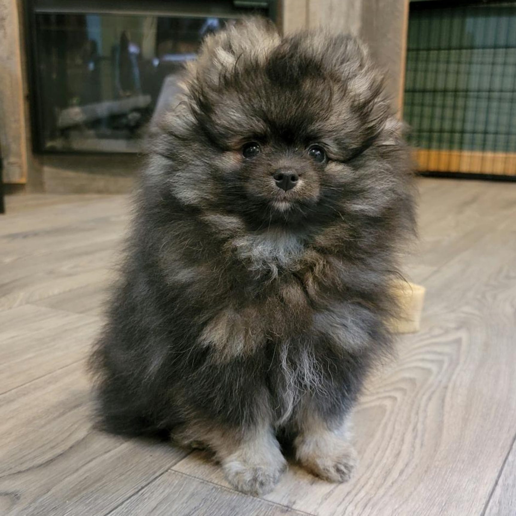 Wolf Sable