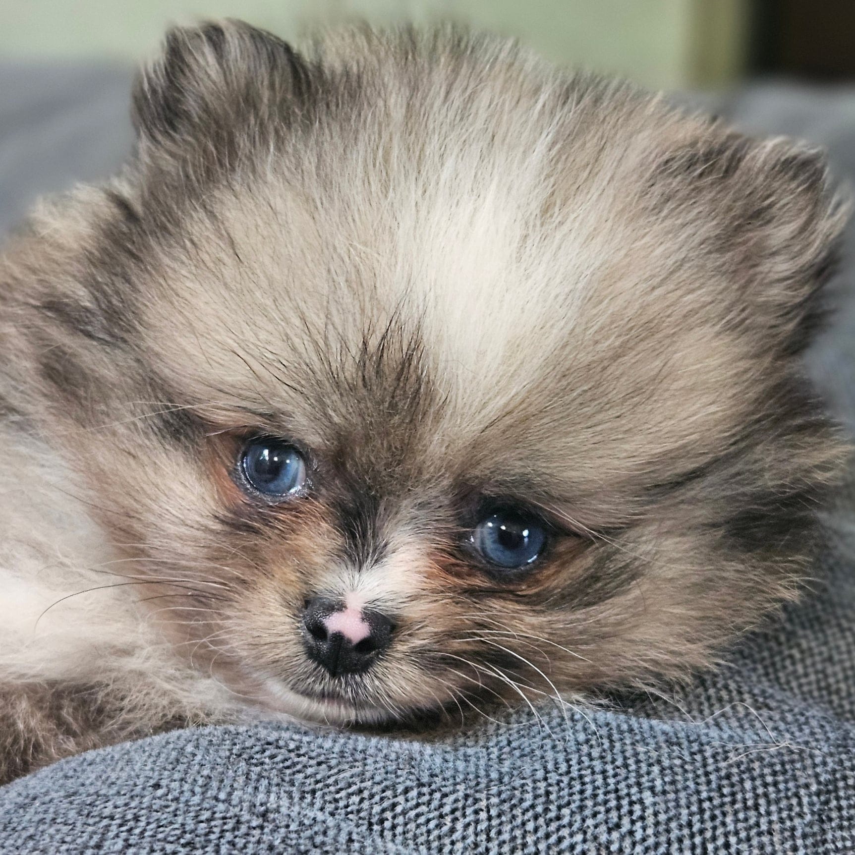 Blue Merle (Stormy)