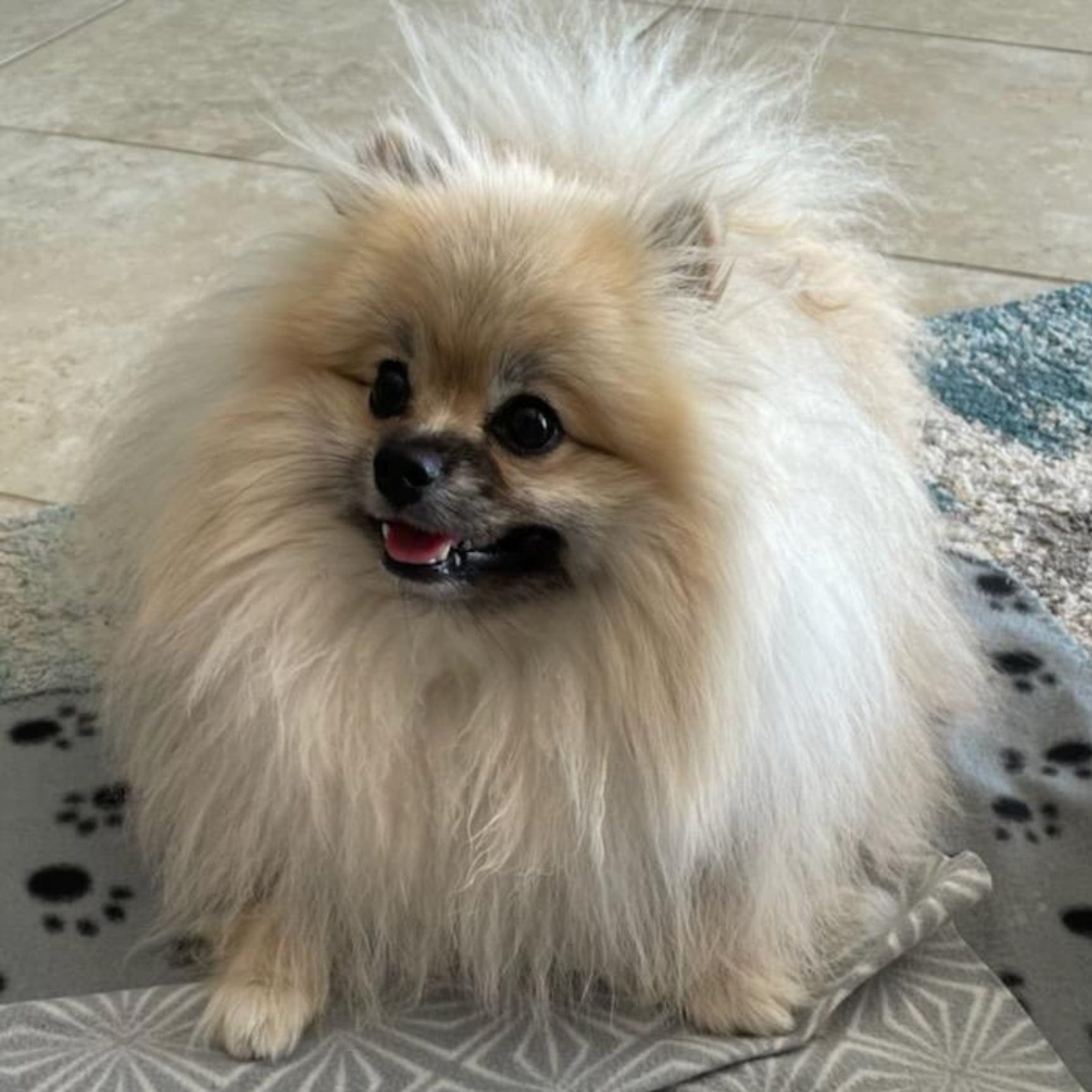 Sable (Luna)