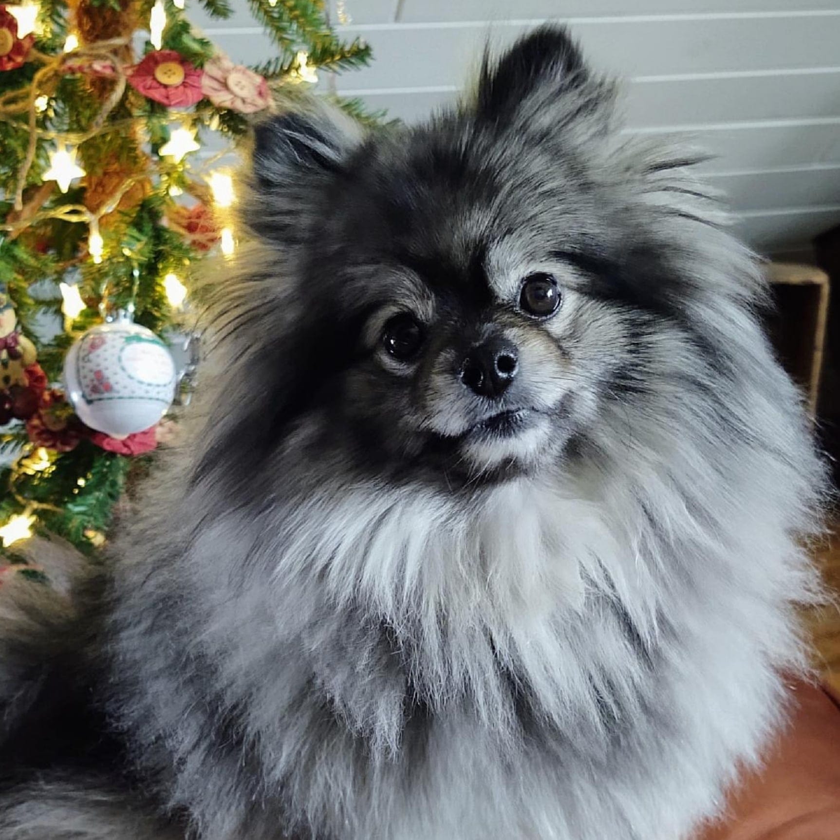Wolf Sable