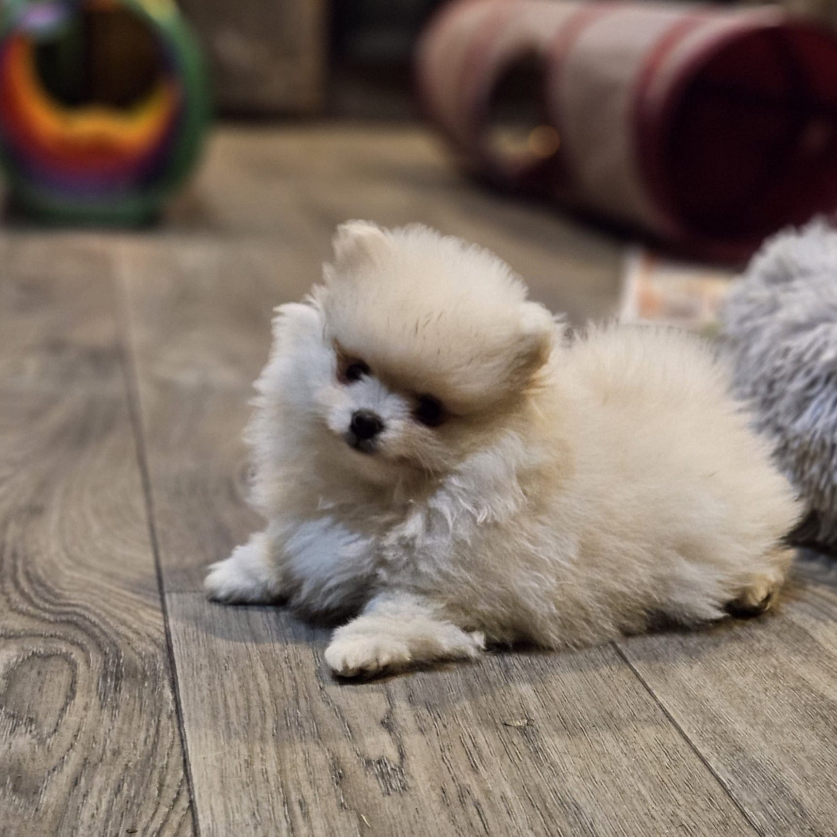 Cream Sable (Bohdi)
