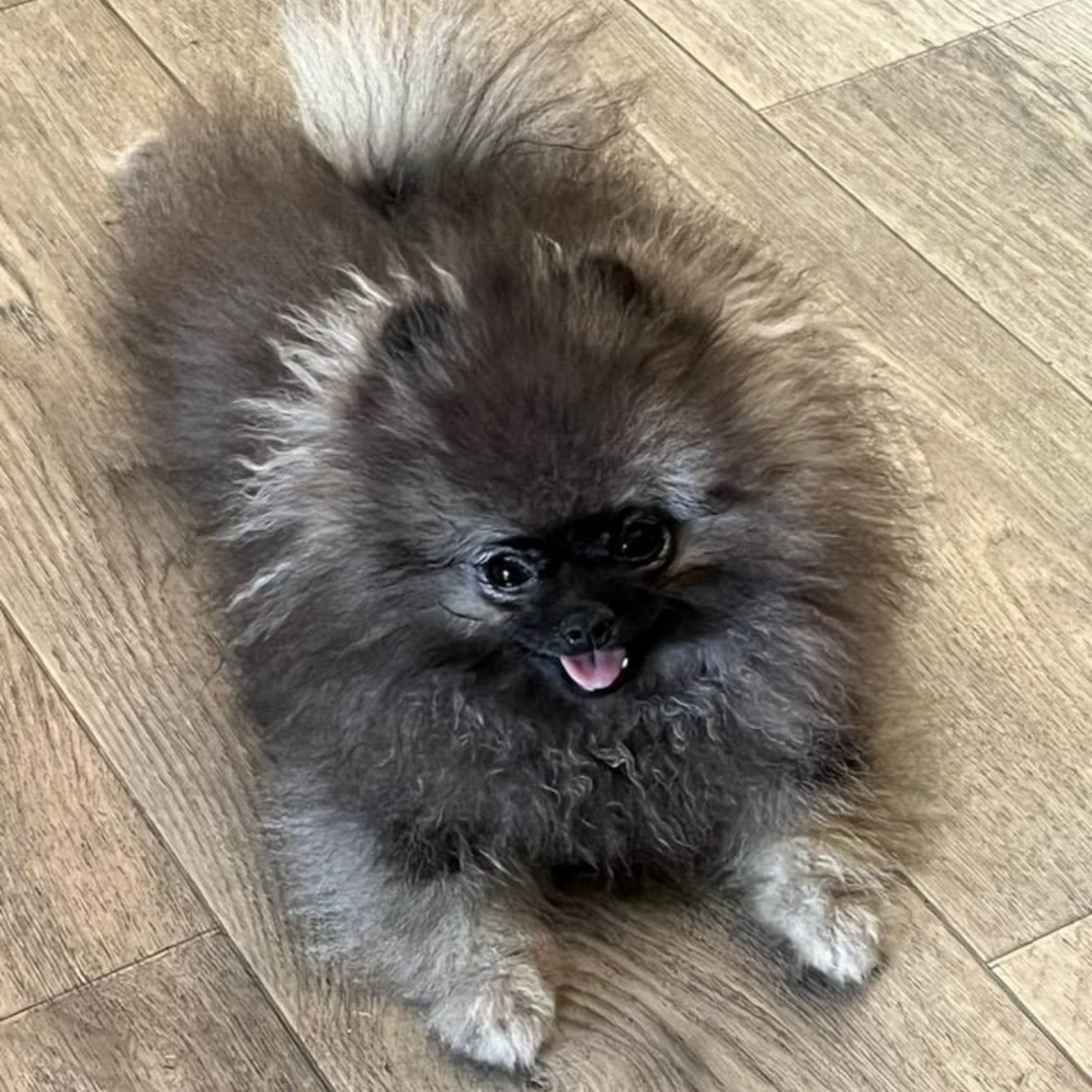 Wolf Sable (Ozzy)