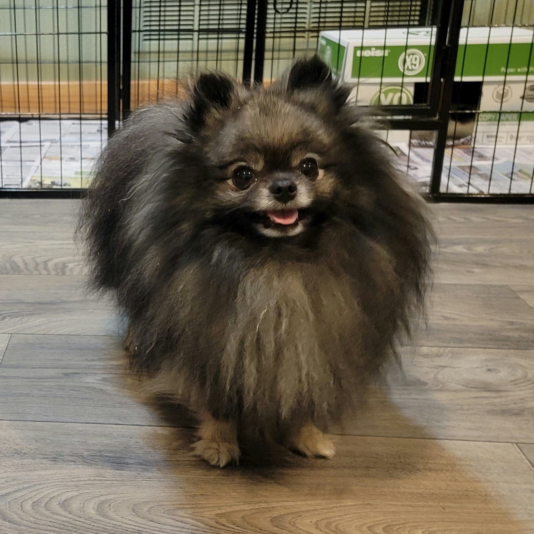 Wolf Sable (Da Vinci)