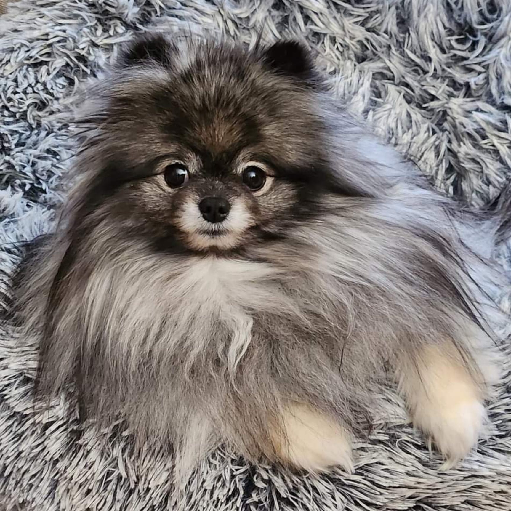 Wolf Sable