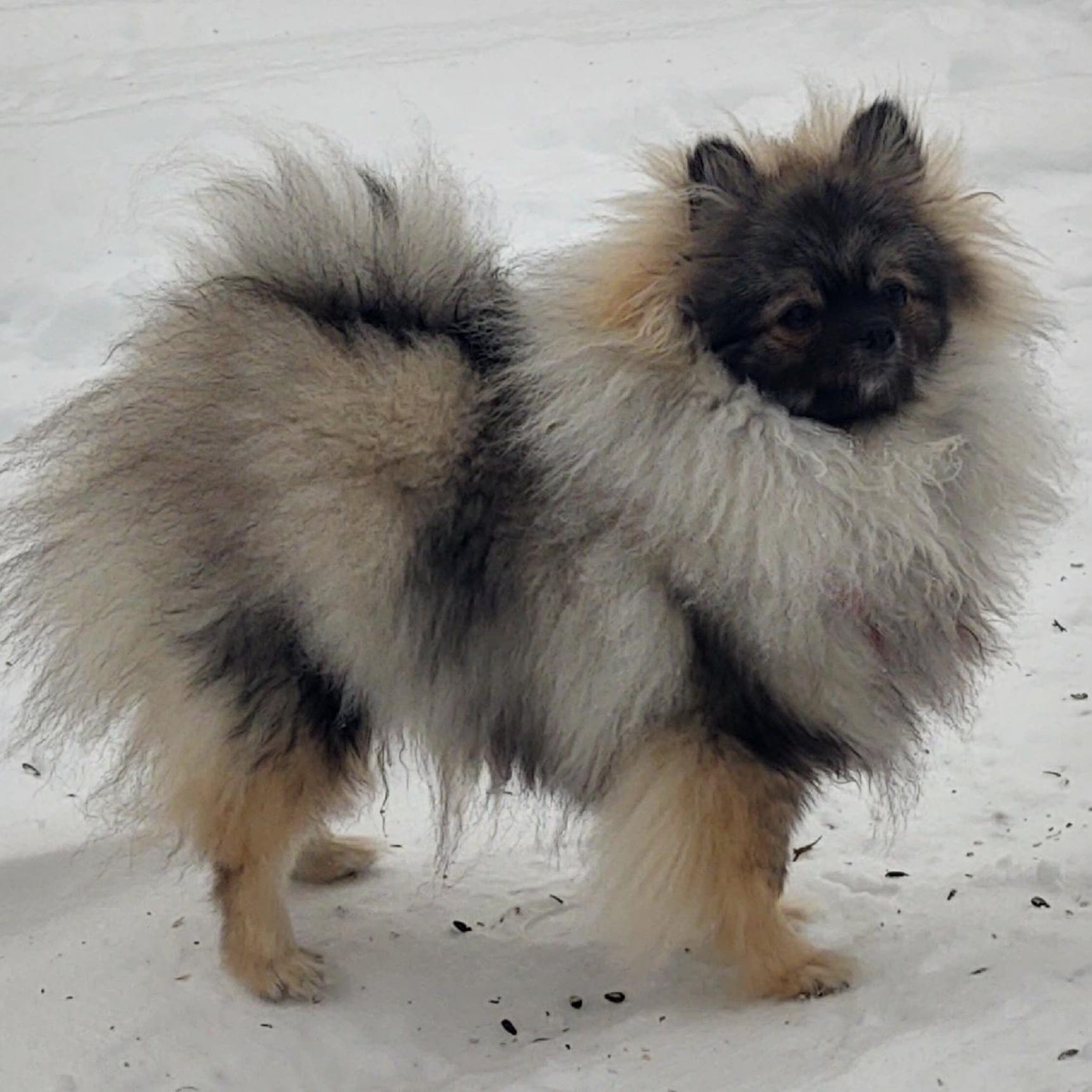 Wolf Sable (Mishka)