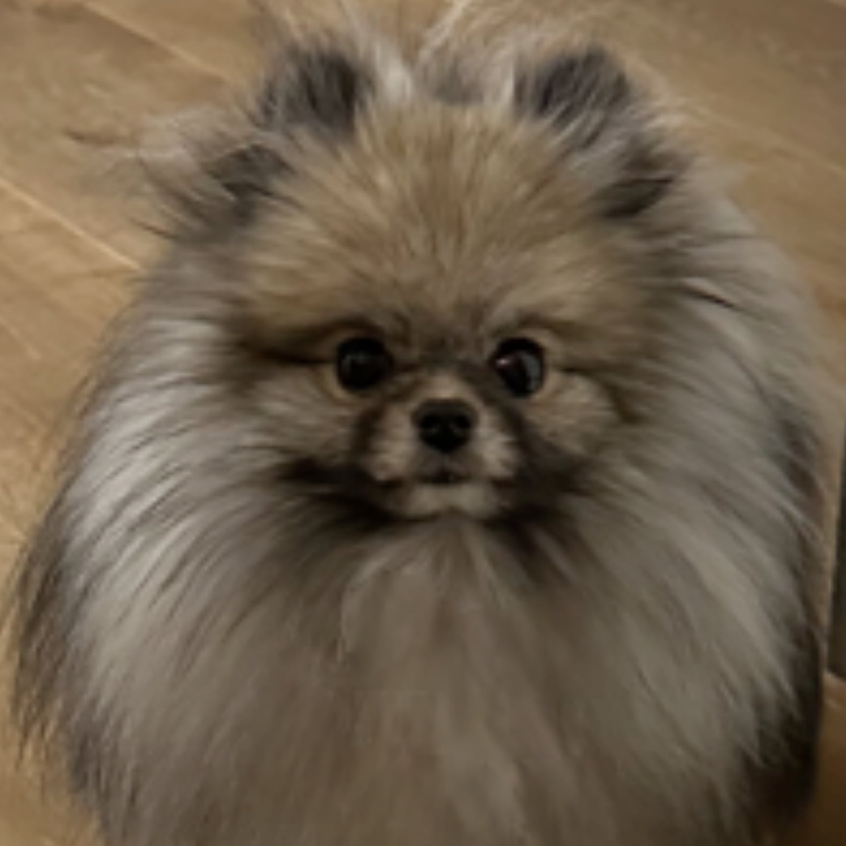 Sable