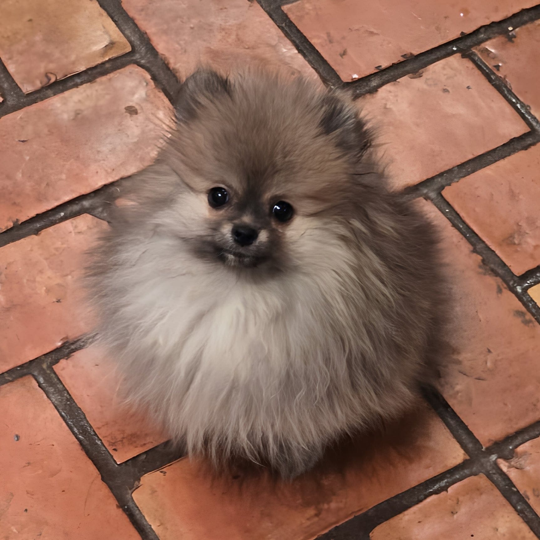 Sable