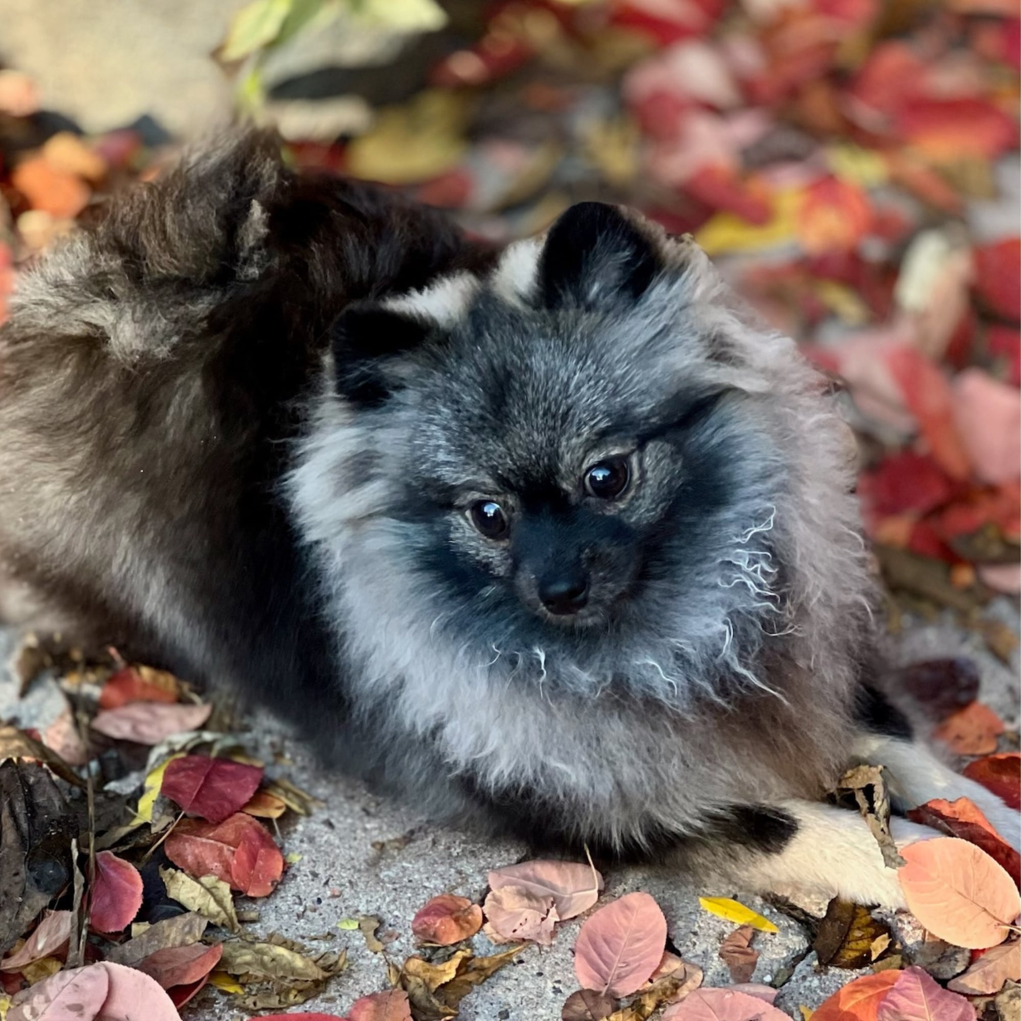 Wolf Sable (Smudge)