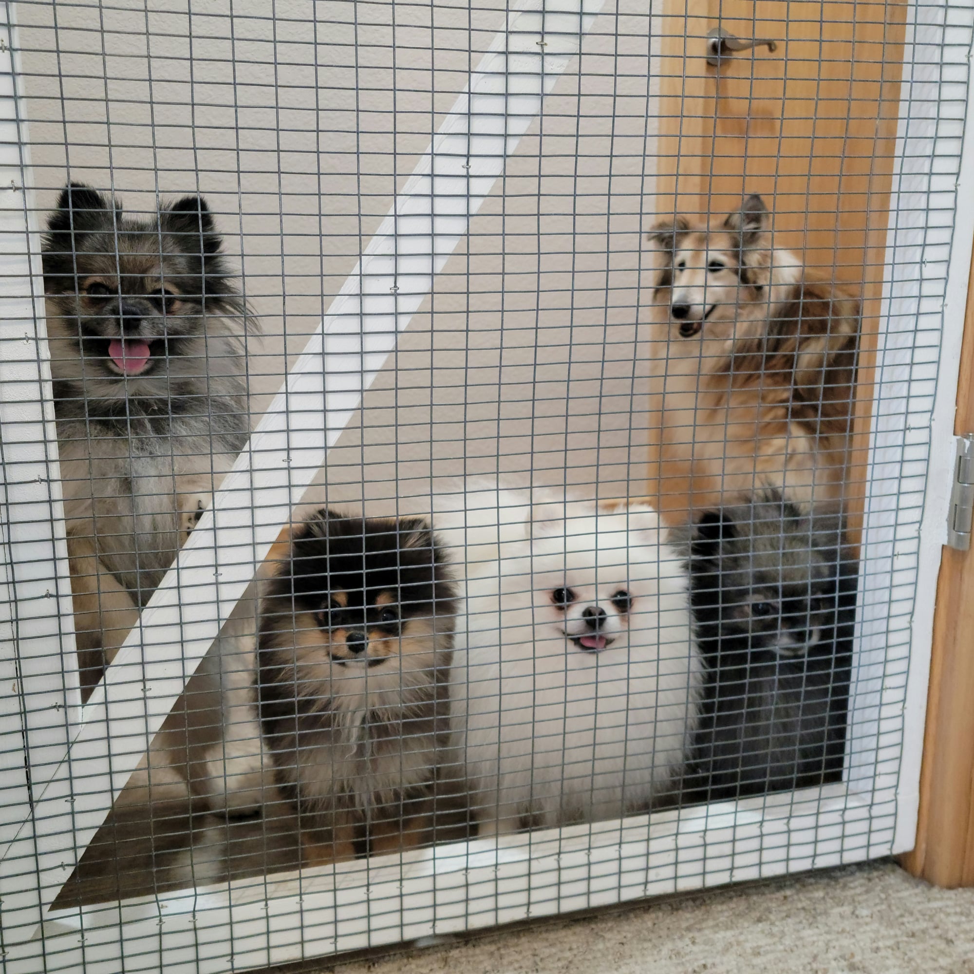 Audience to See New Puppies