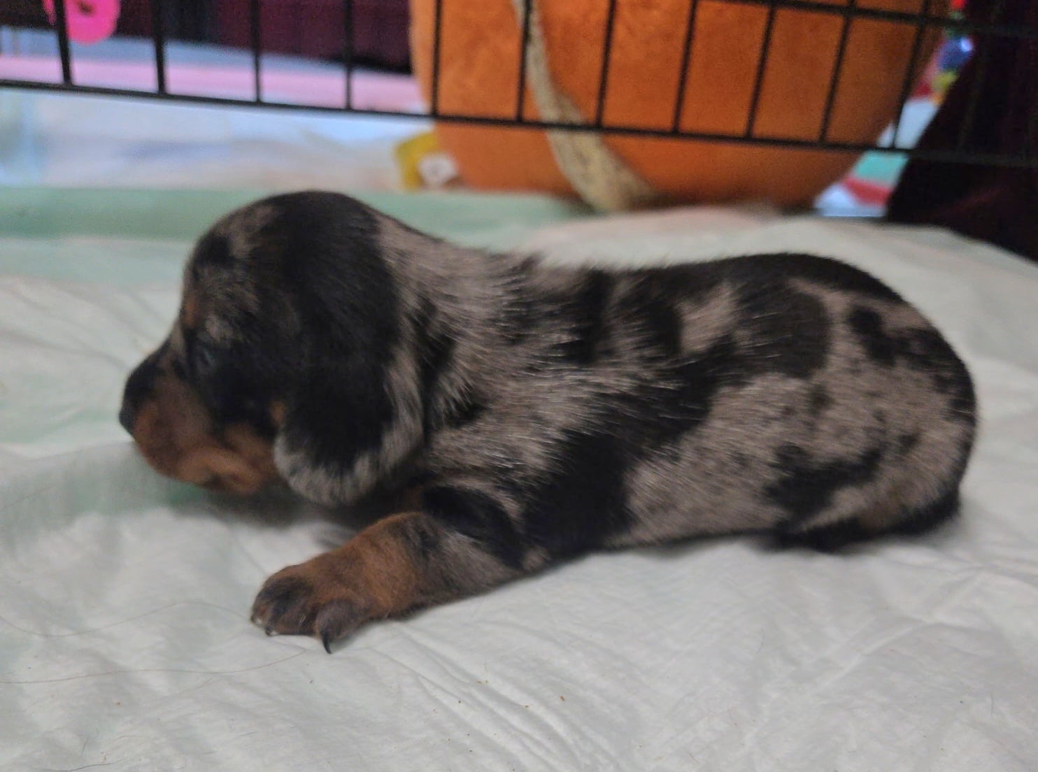CHANCE puppy