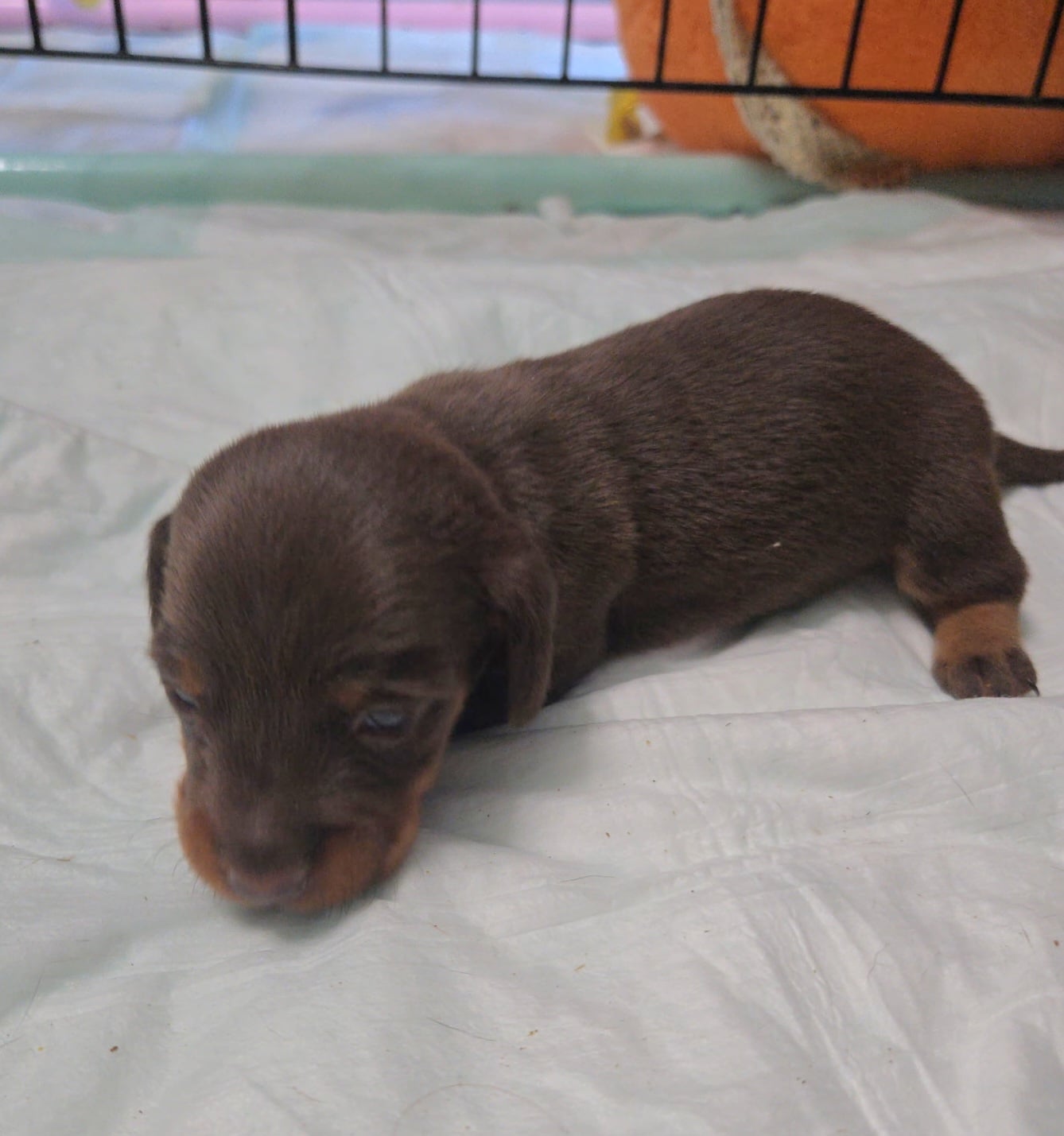 BINGO puppy