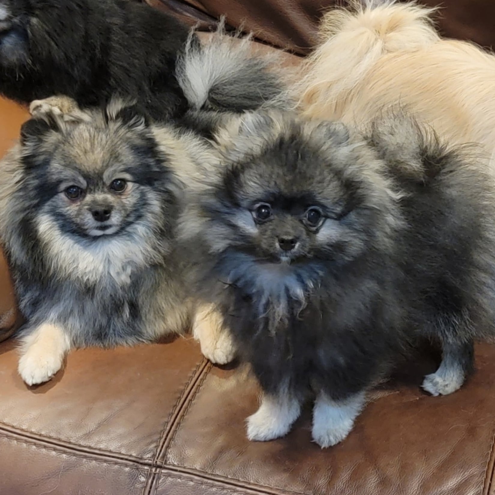 Wolf Sable (Bailee & DaVinci)