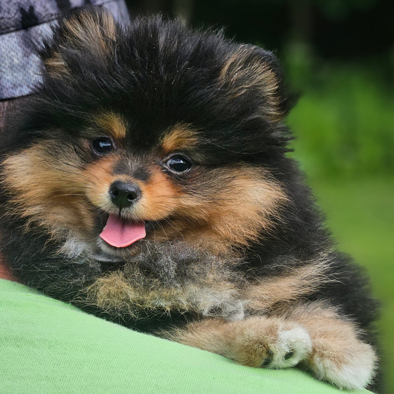 Black & Tan