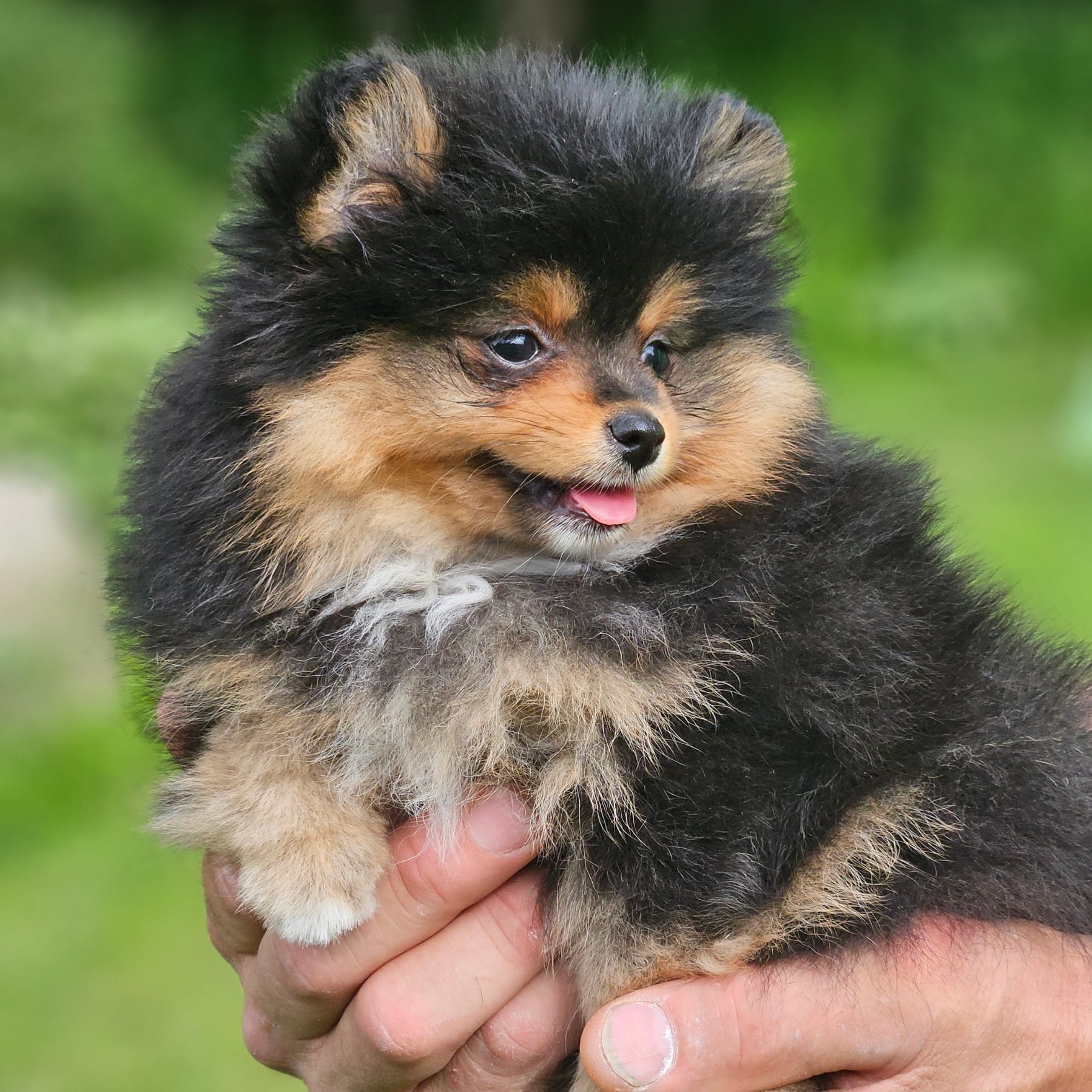 Black & Tan