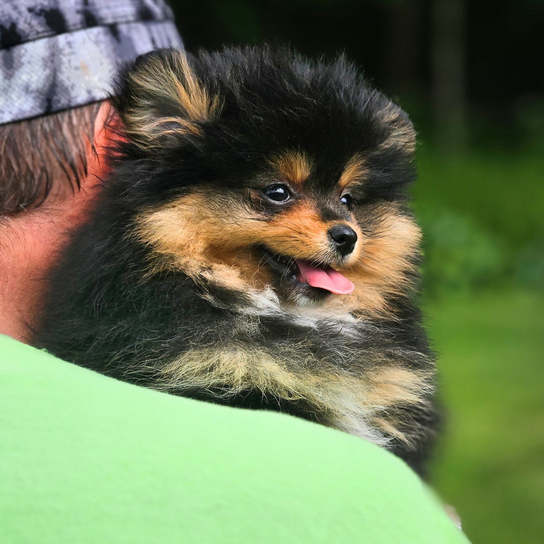 Black & Tan