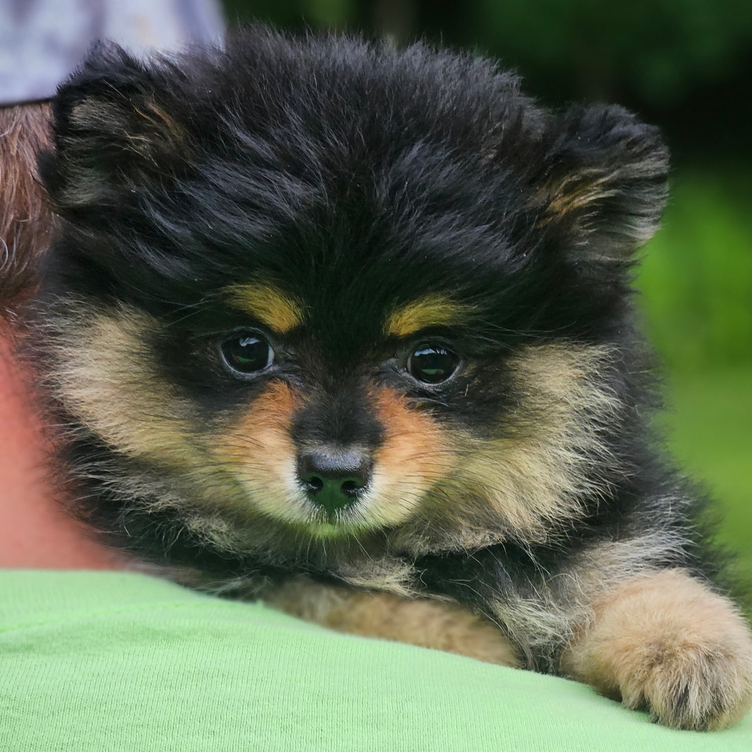 Black & Tan
