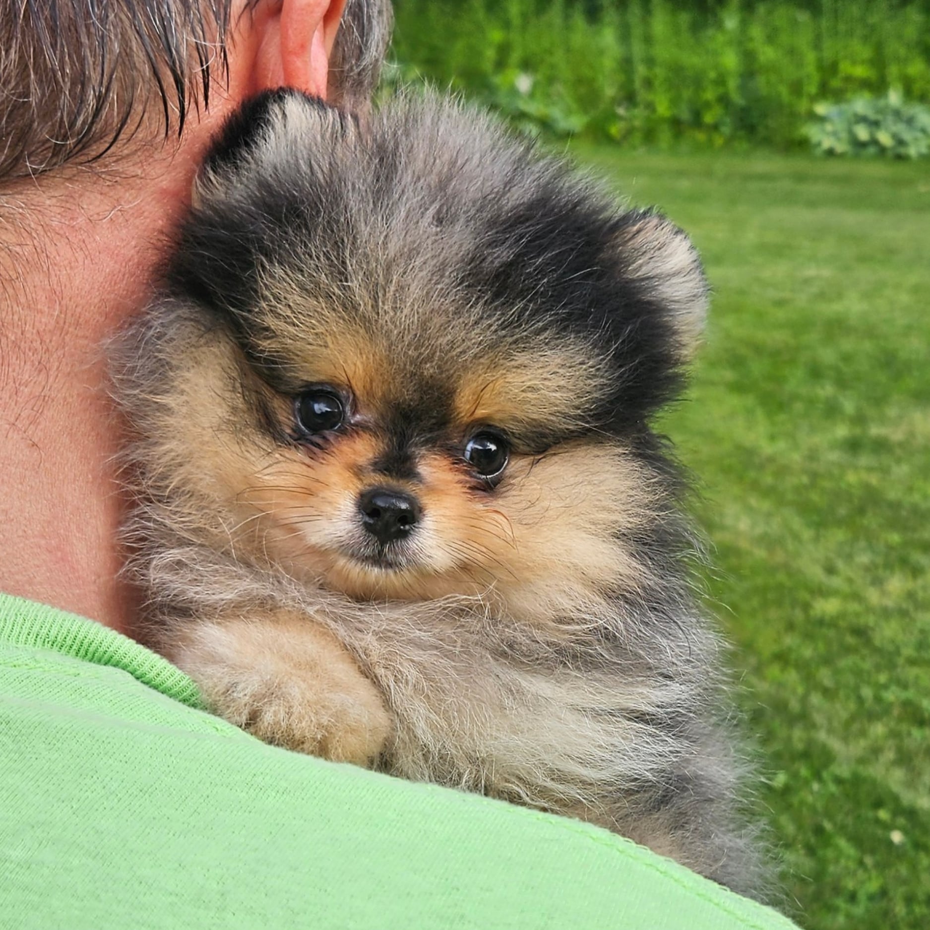 Blue Merle (Purdi)