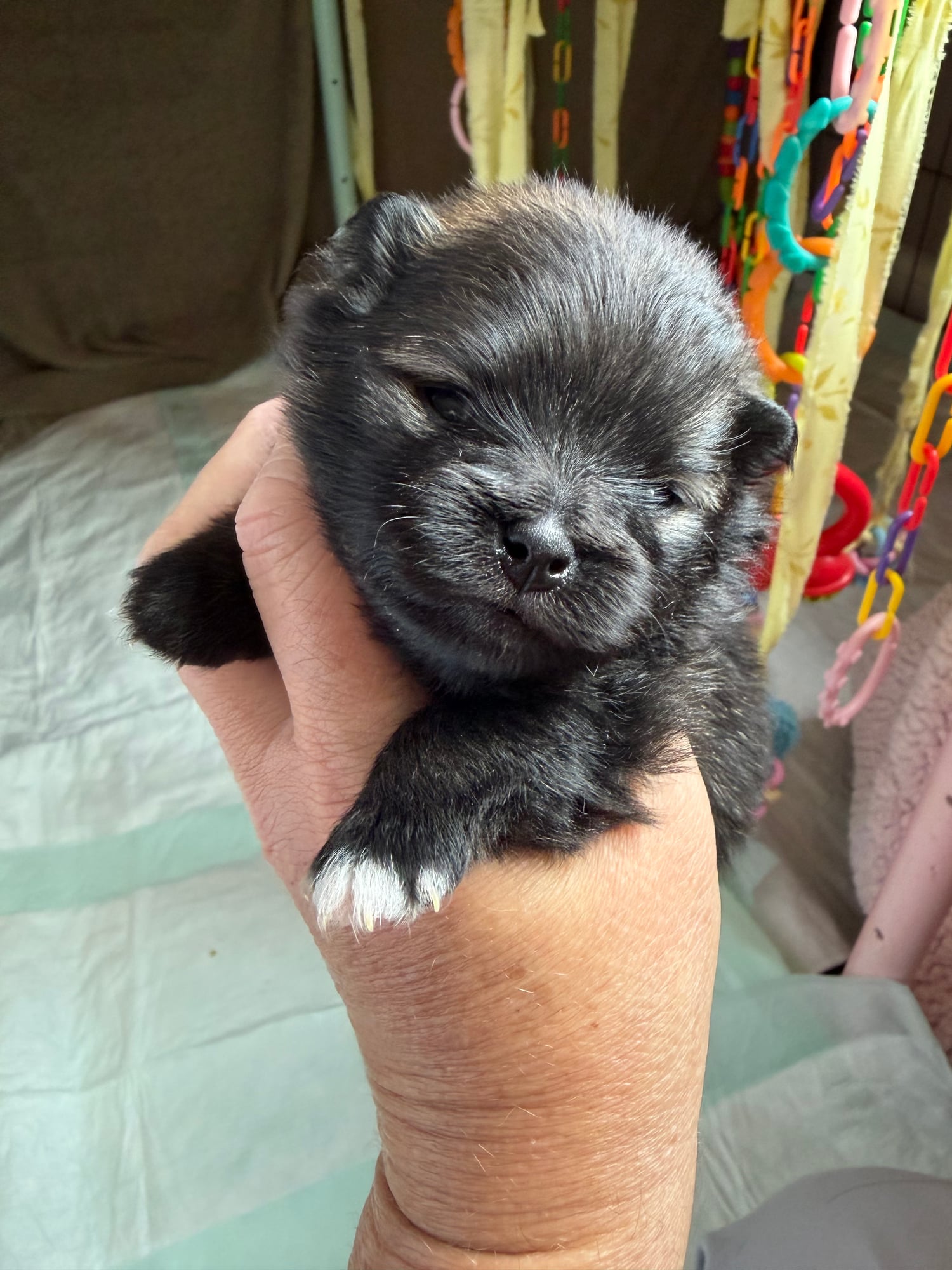 Faith puppy