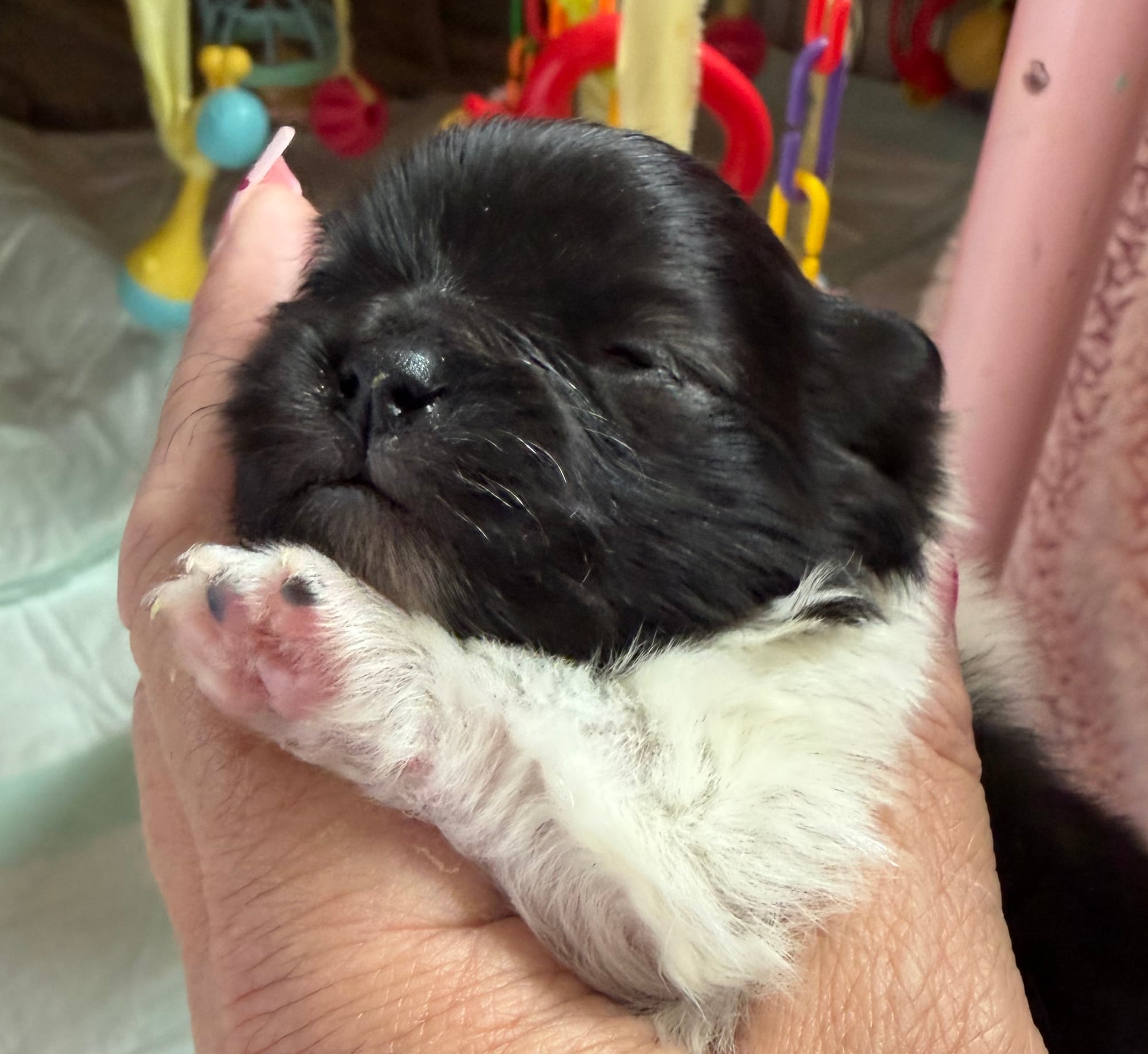 Hope puppy