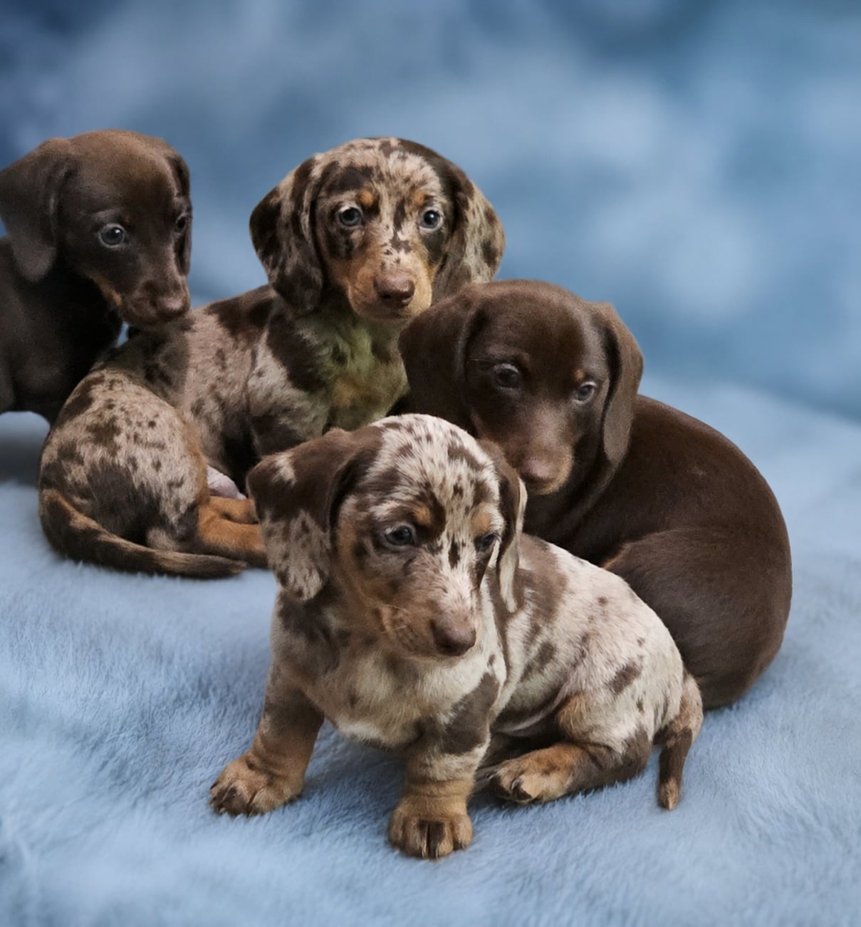 Bear Valley puppy