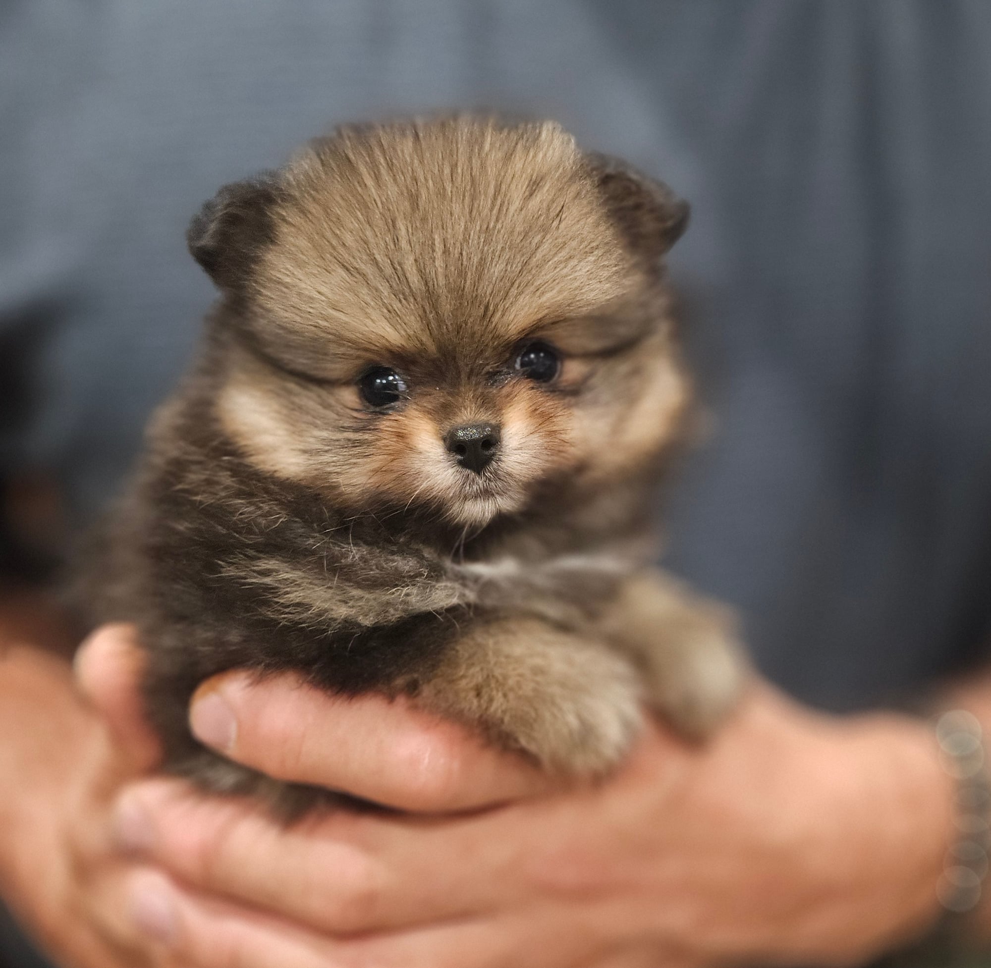 SAGE puppy