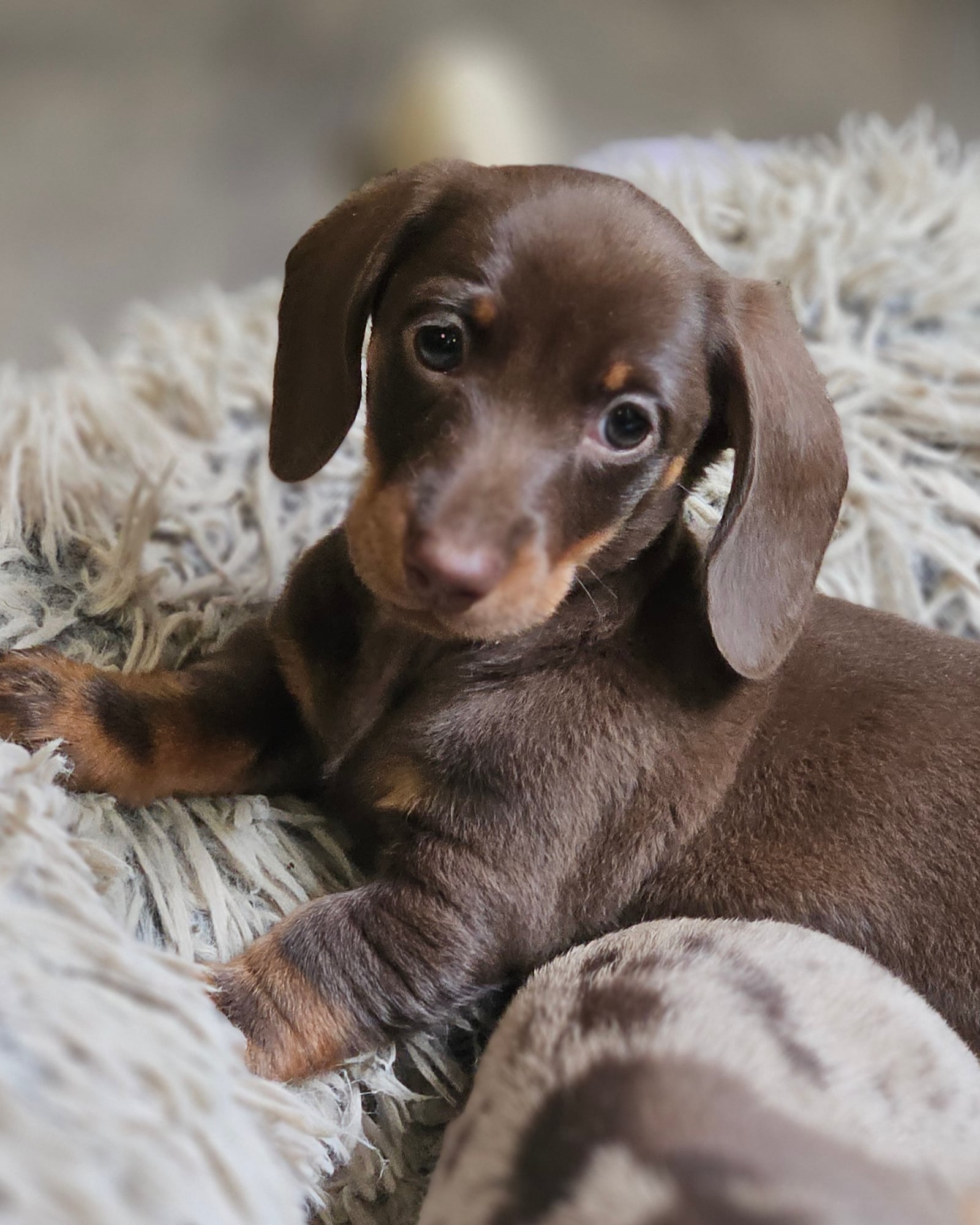 NASH puppy