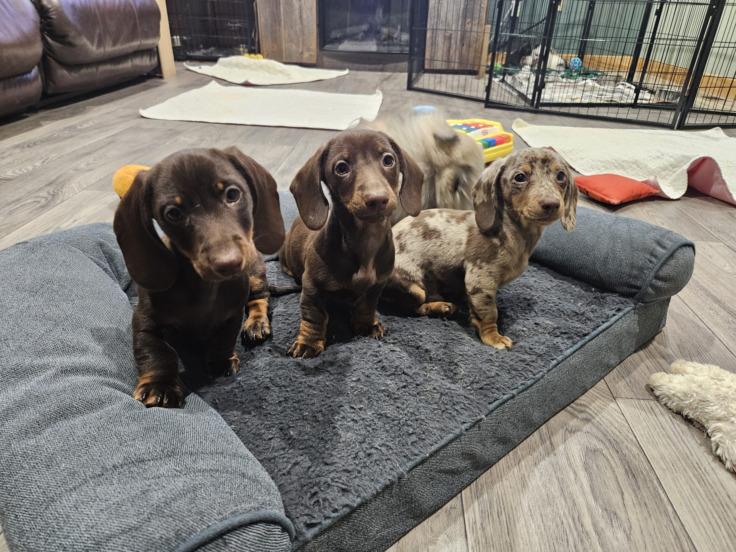 Bear Valley Dachshund