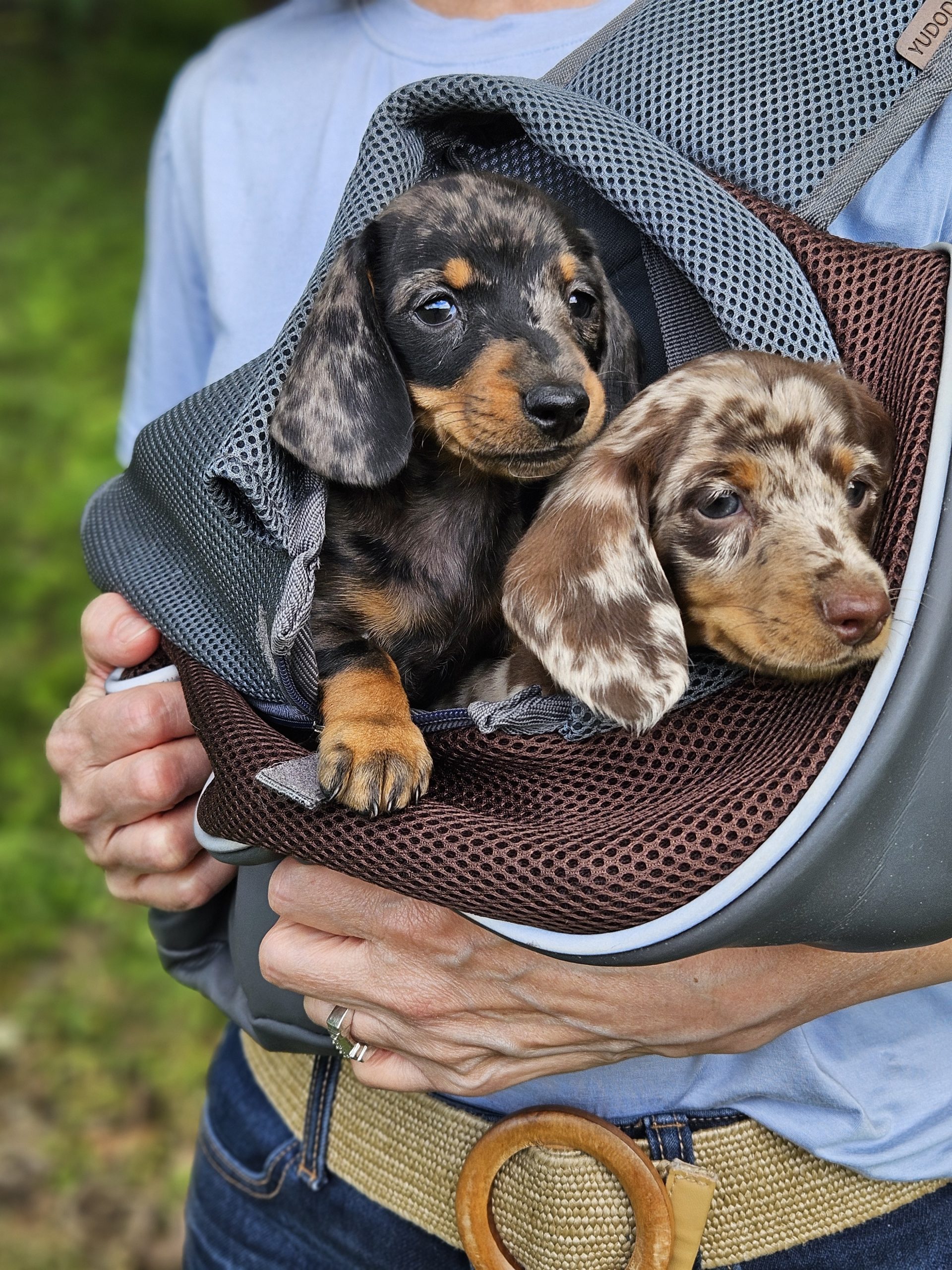 Bear Valley Dachshund
