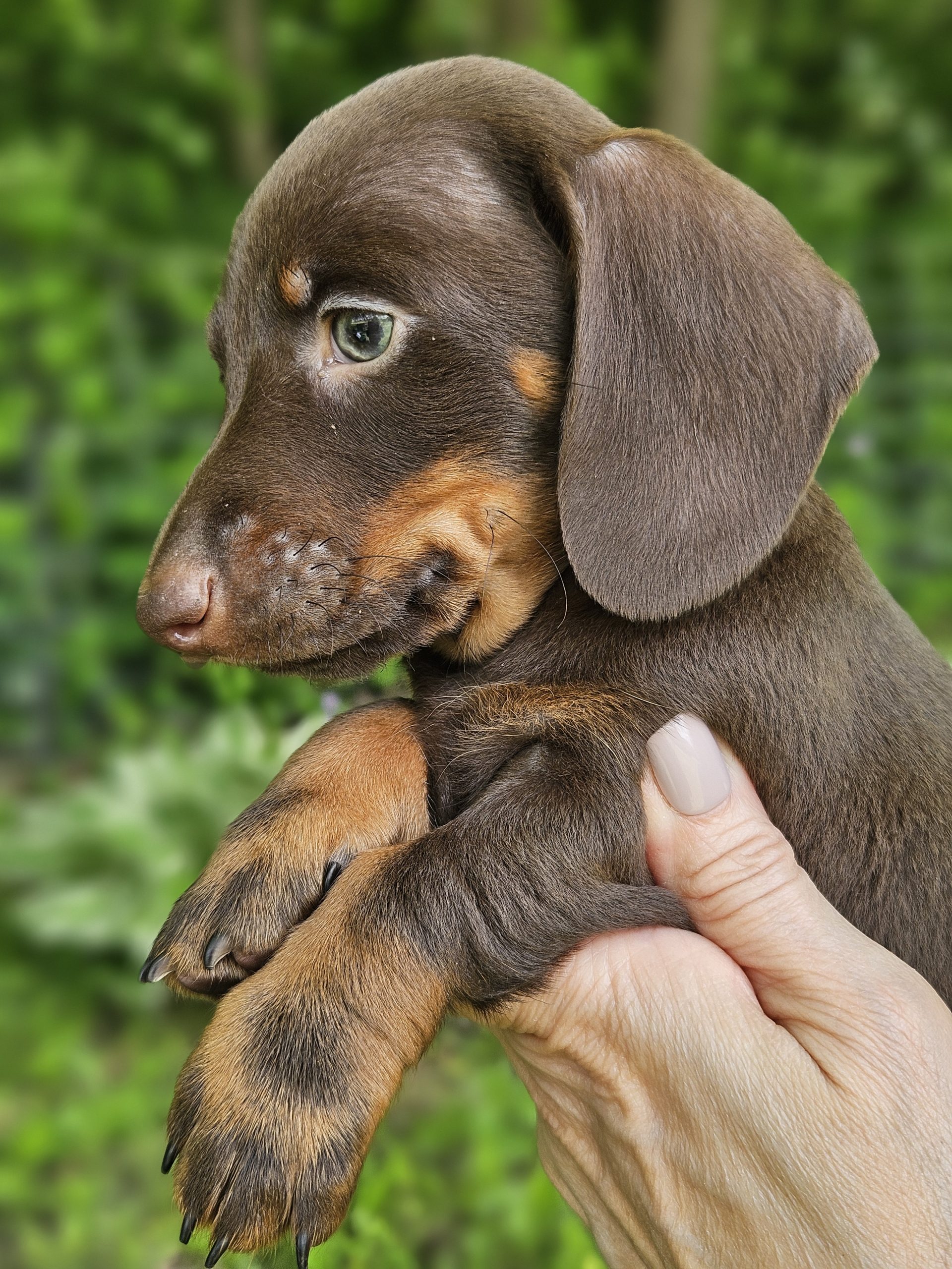 Bear Valley Dachshund