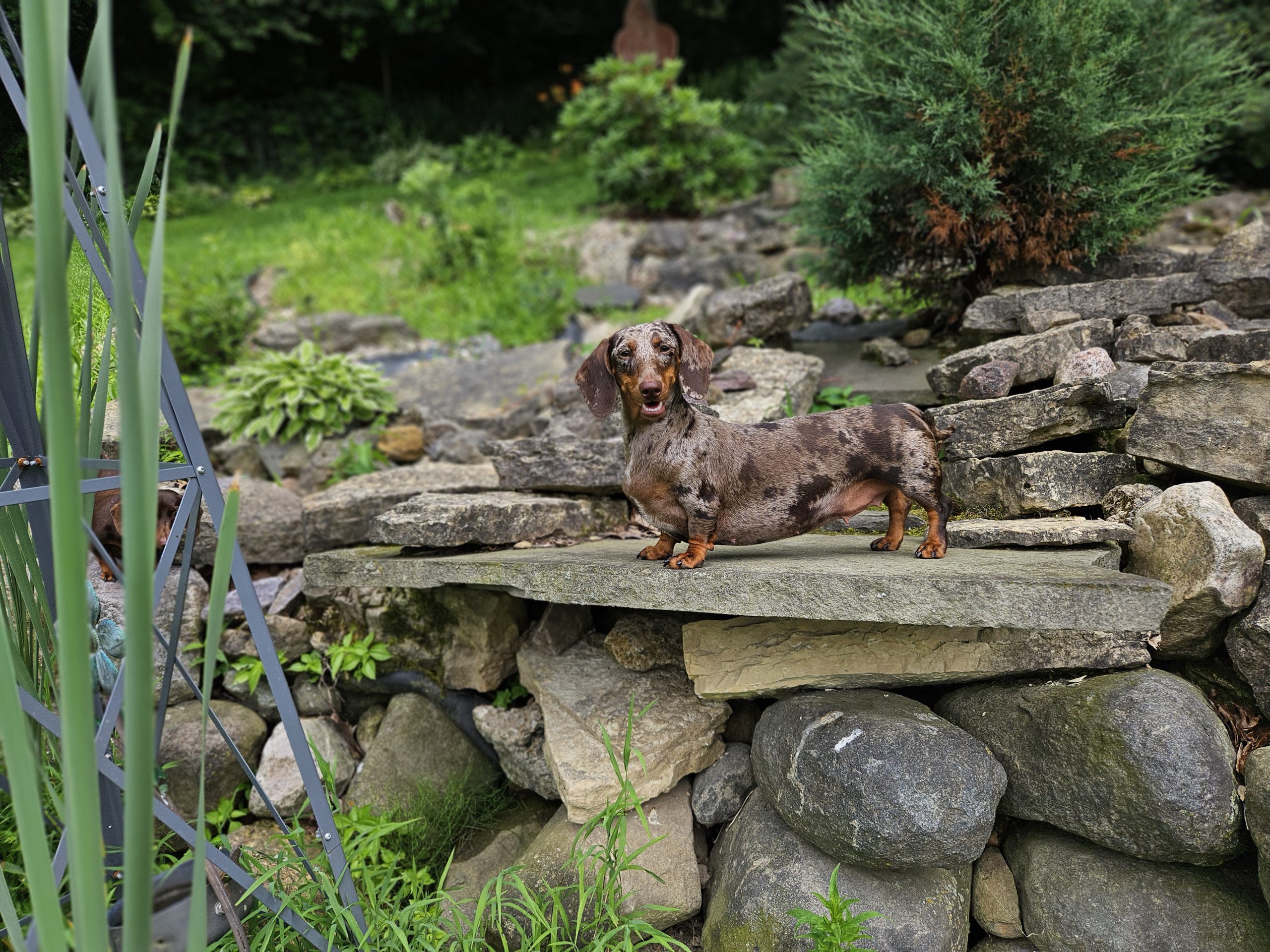 Bear Valley Dachshund
